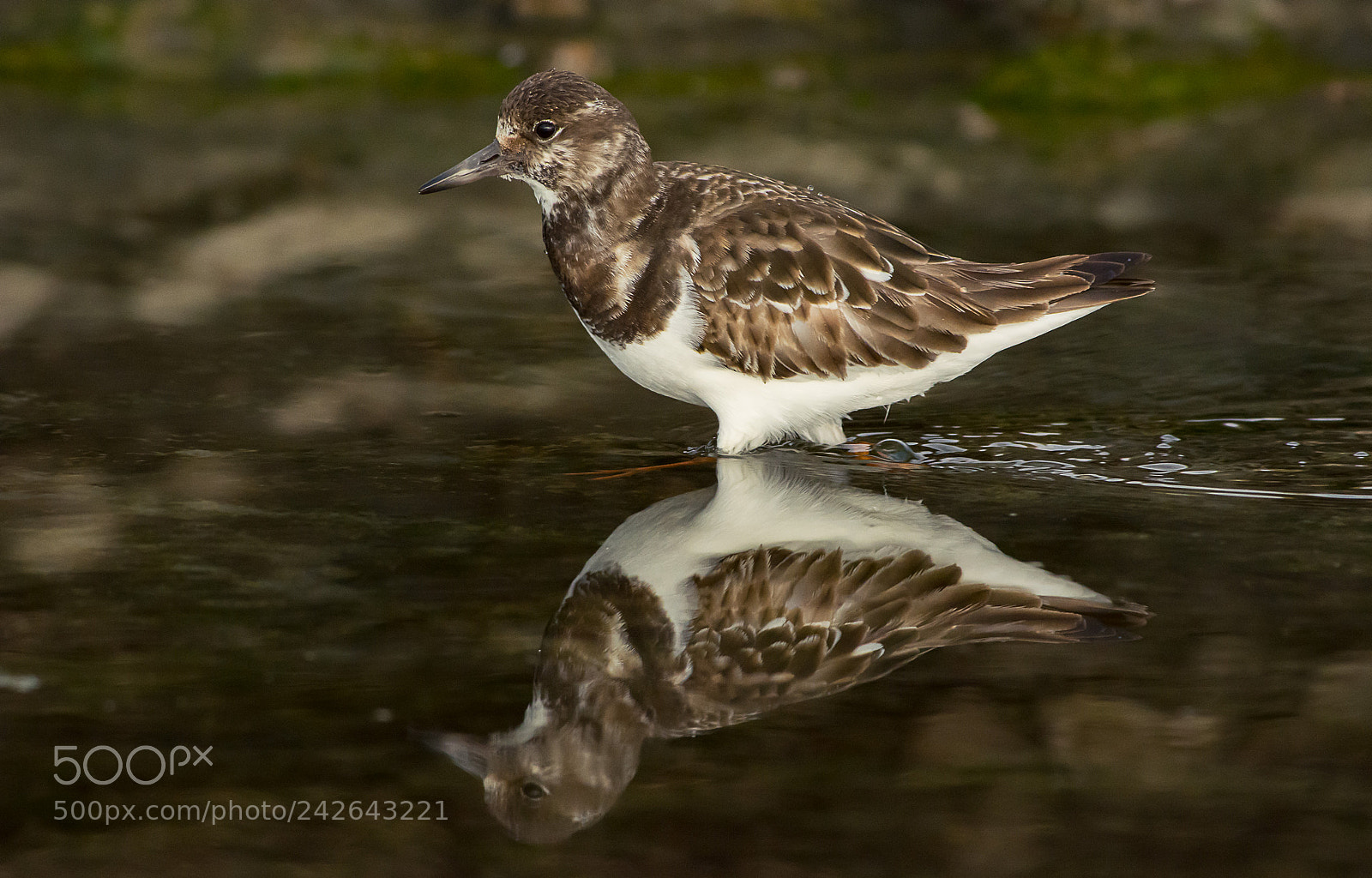 Nikon D7100 sample photo. Ruddy turnstone photography