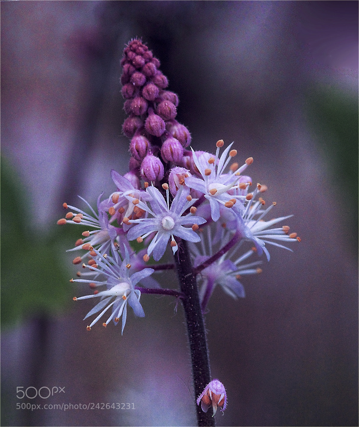 Sony ILCA-77M2 sample photo. Foam flower photography