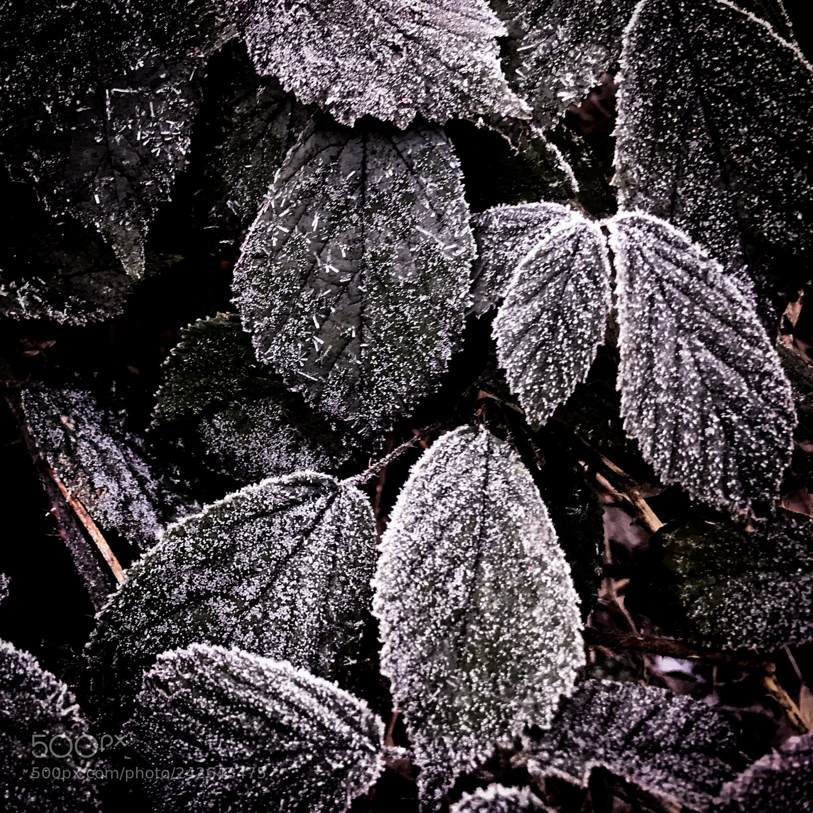 Apple iPhone 7 sample photo. Frost bitten photography