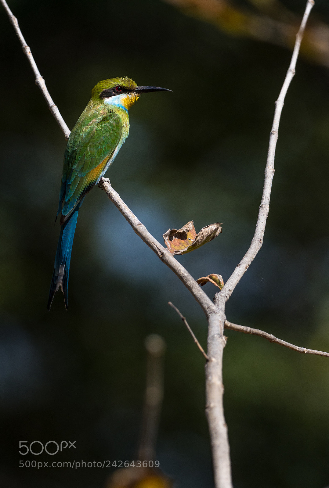Olympus OM-D E-M1 Mark II sample photo. Swallow-tailed bee-eater photography