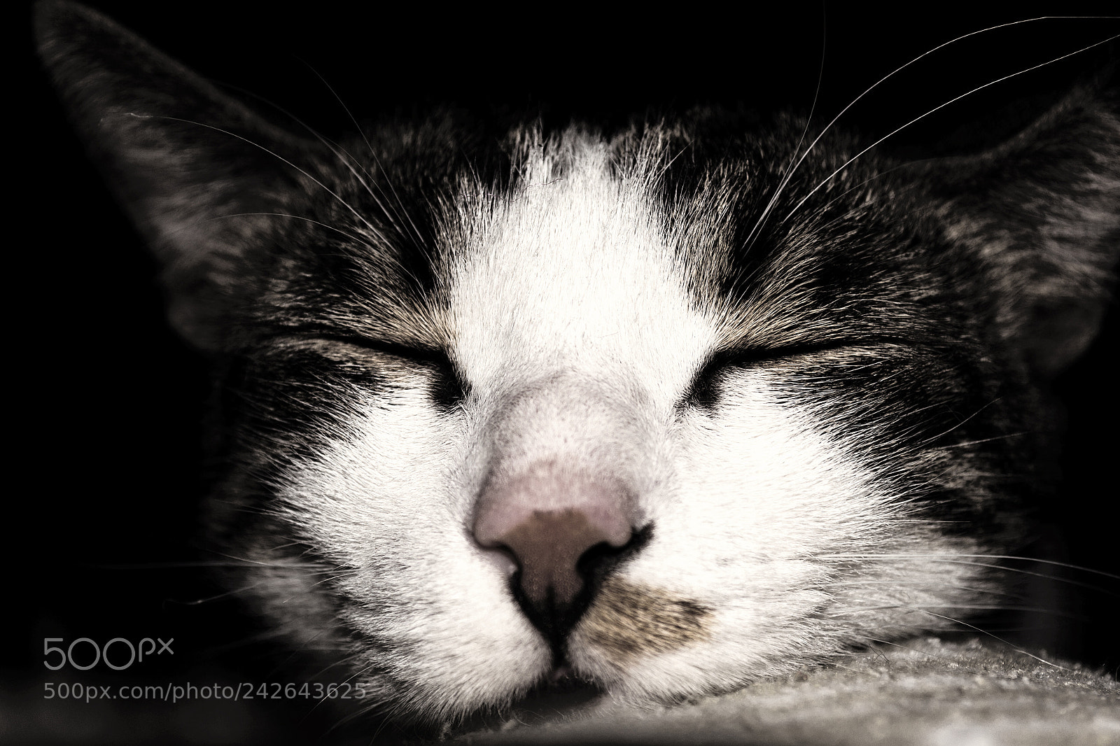 Nikon D3100 sample photo. Sleeping cat photography