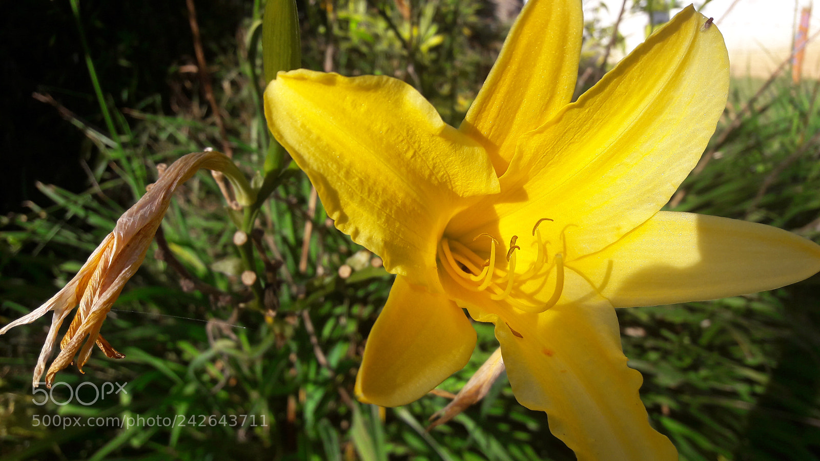 Samsung Galaxy A5(2016) sample photo. 20170530_163929.jpg photography