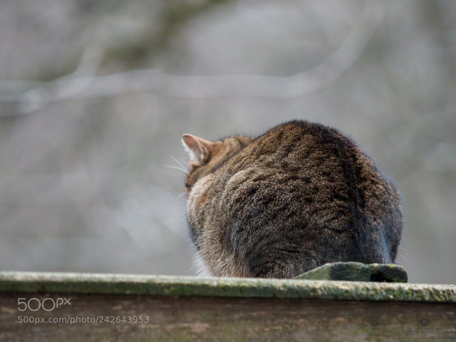 Olympus OM-D E-M1 Mark II sample photo. Fatcat story. pt1 he photography