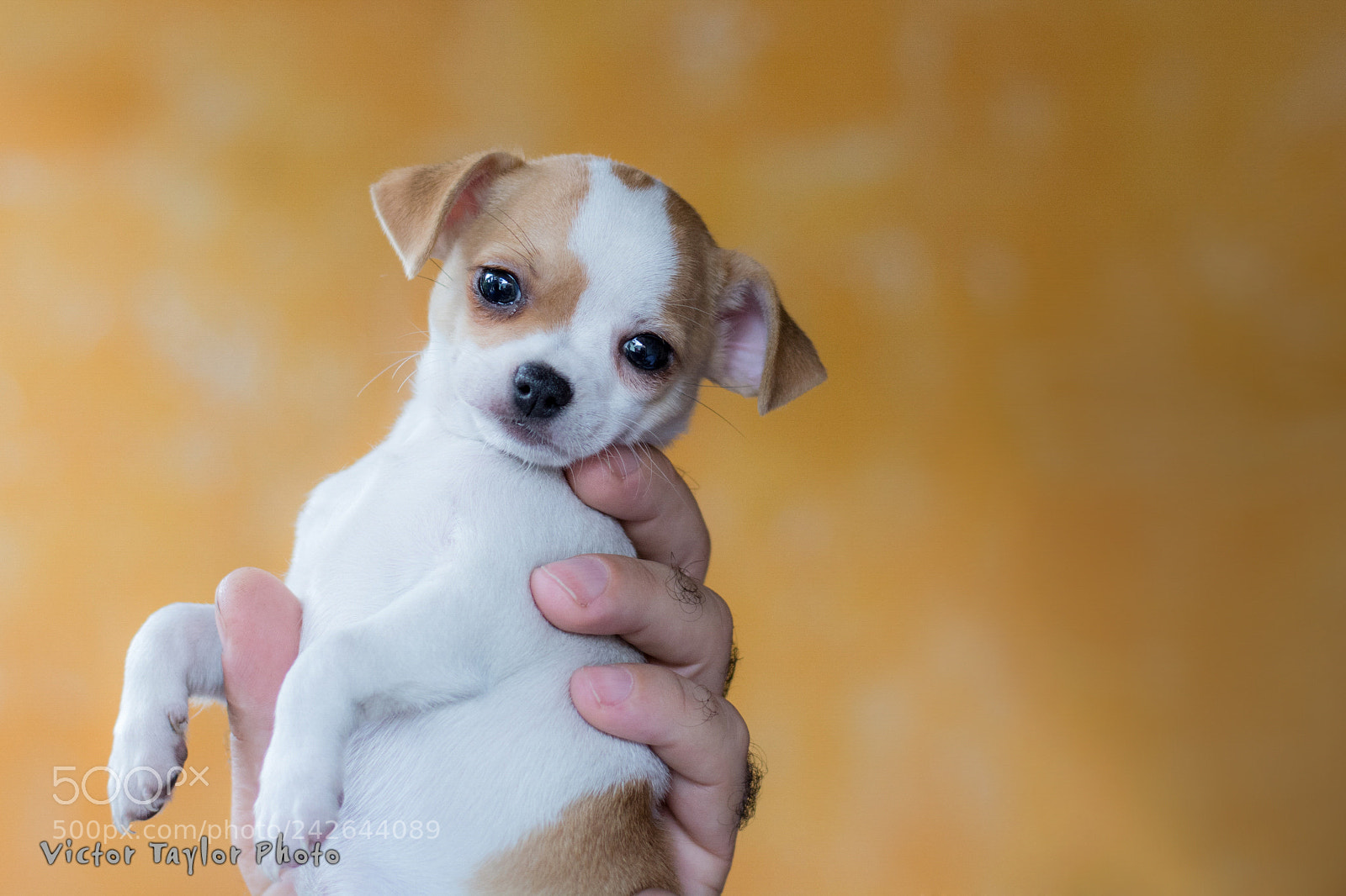 Nikon D7100 sample photo. Puppy photography