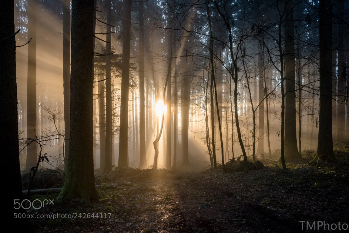 Nikon D810 sample photo. Fairytale forest photography