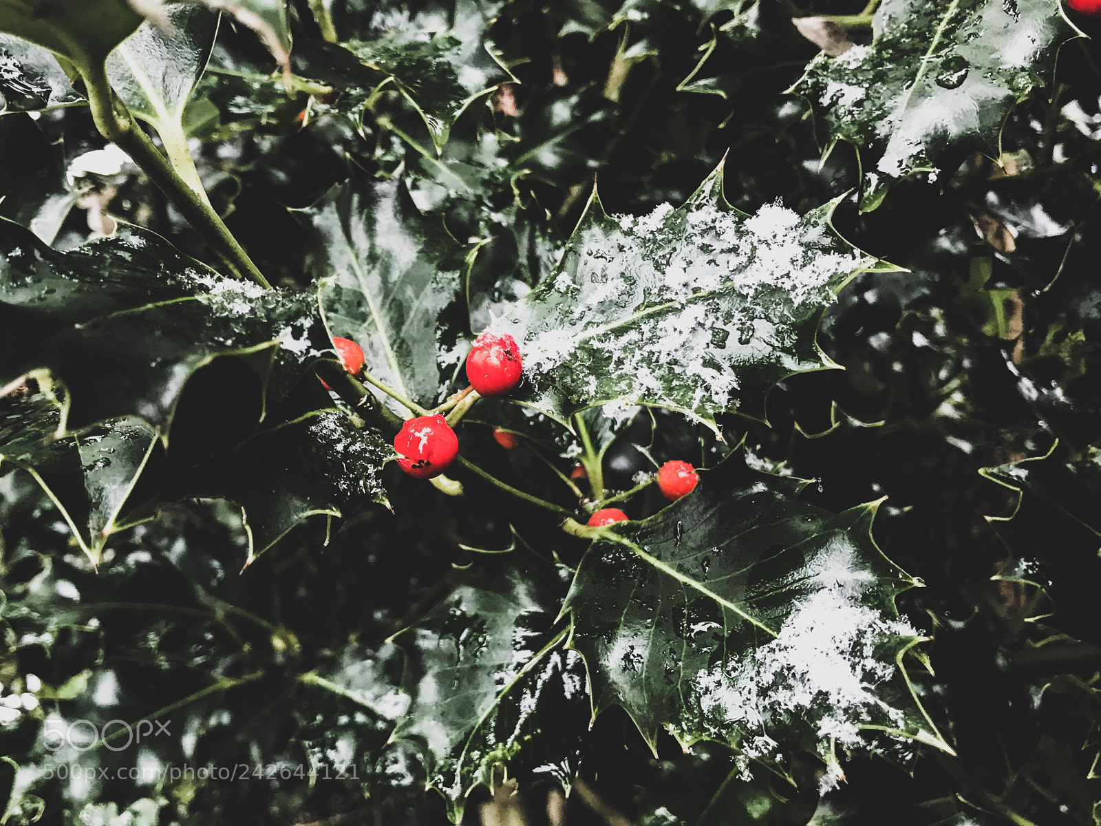 Apple iPhone 7 sample photo. Holly bush photography