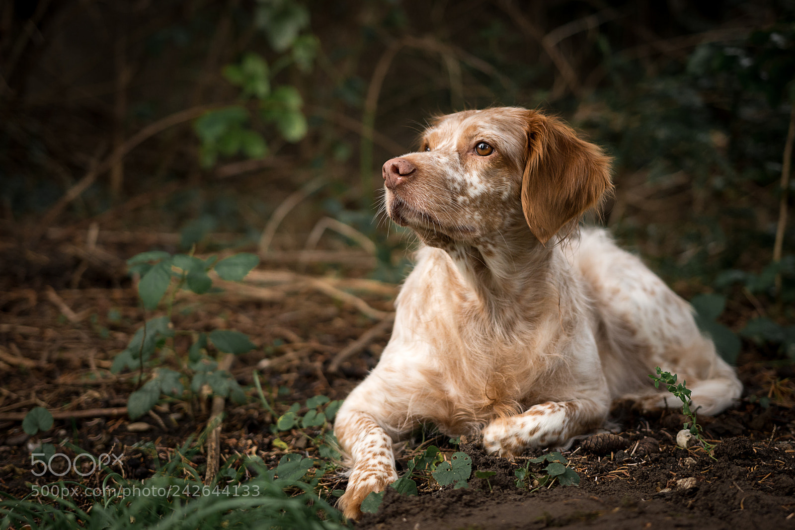 Nikon D7200 sample photo. Koukla photography