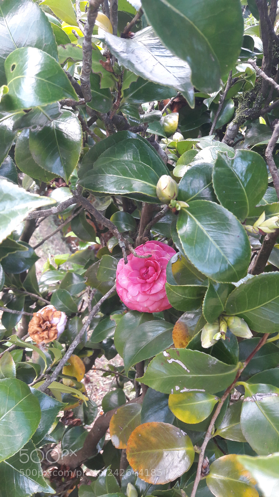 Samsung Galaxy A5(2016) sample photo. 20170530_165059.jpg photography