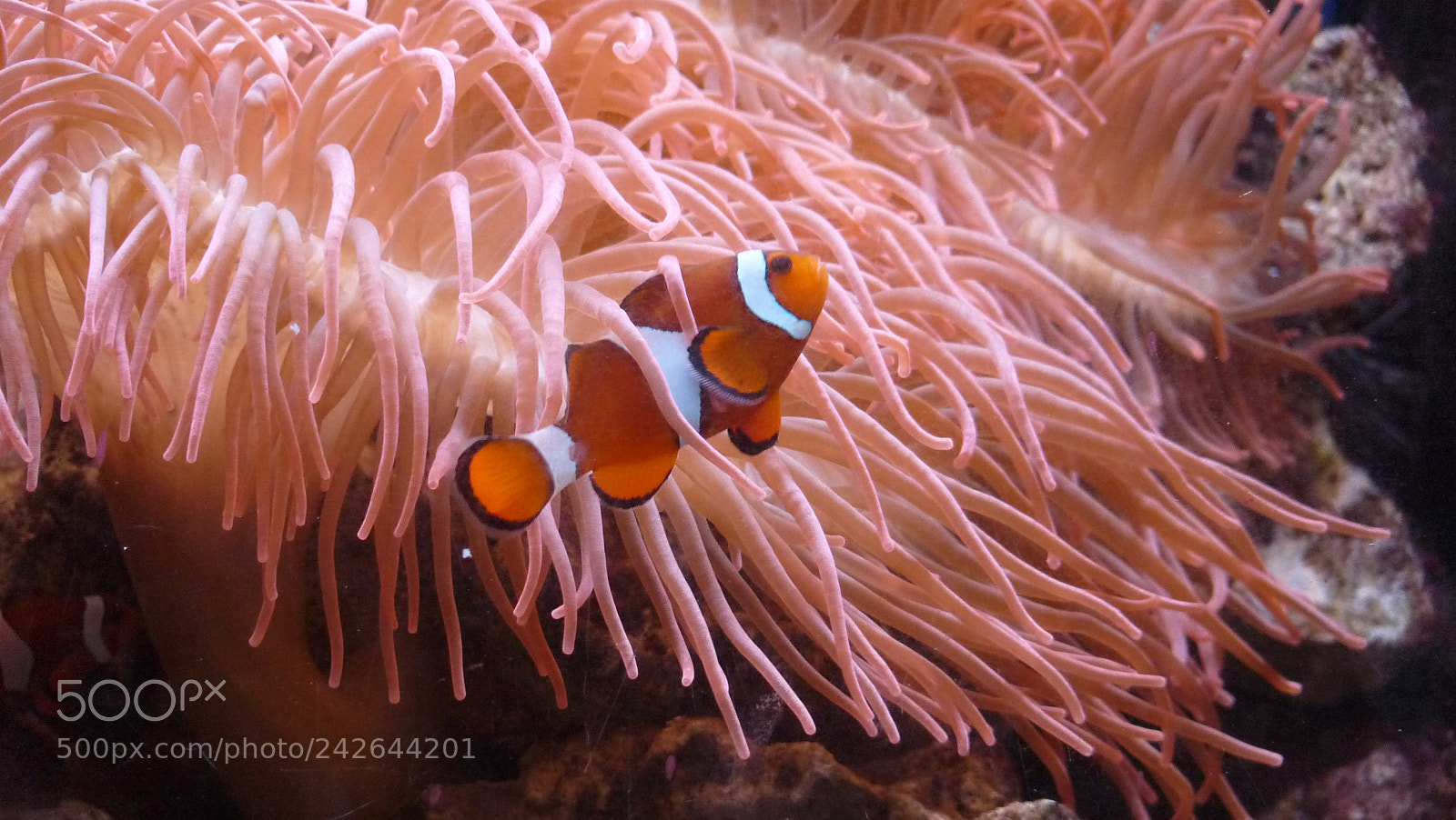 Panasonic Lumix DMC-FZ28 sample photo. Clownfish photography
