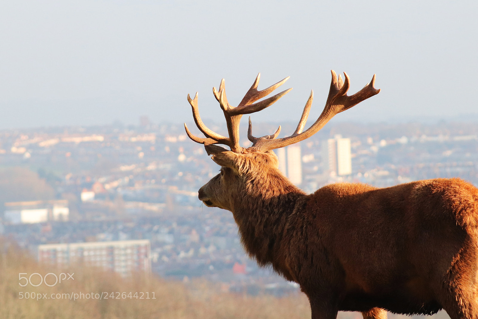 Canon EOS 200D (EOS Rebel SL2 / EOS Kiss X9) sample photo. Stag overlooking city skyline photography