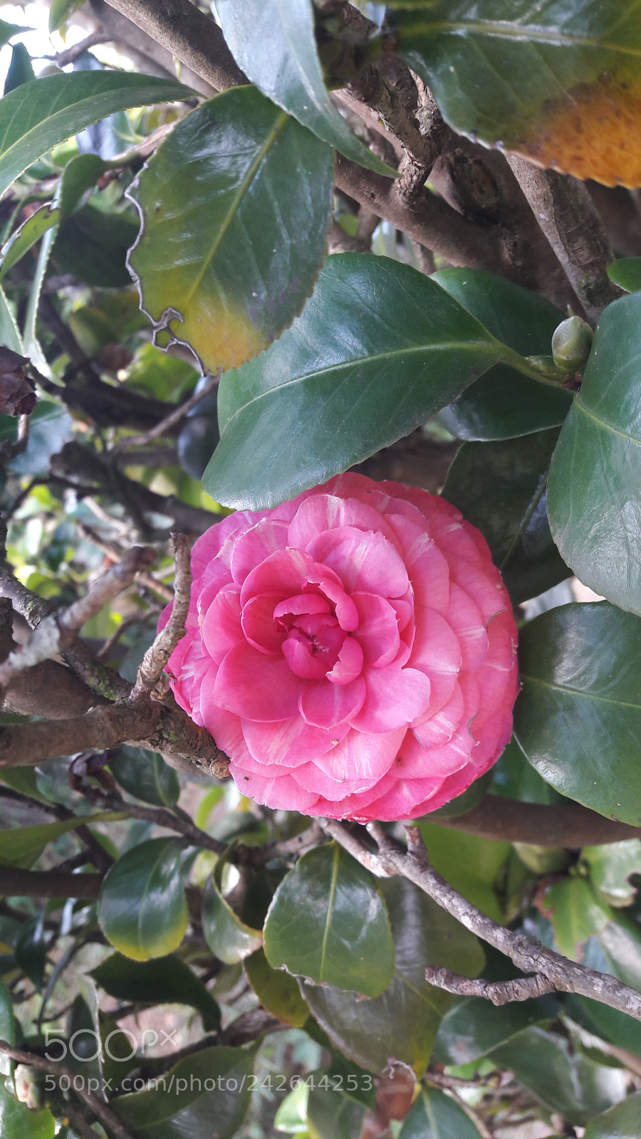 Samsung Galaxy A5(2016) sample photo. 20170530_165109.jpg photography