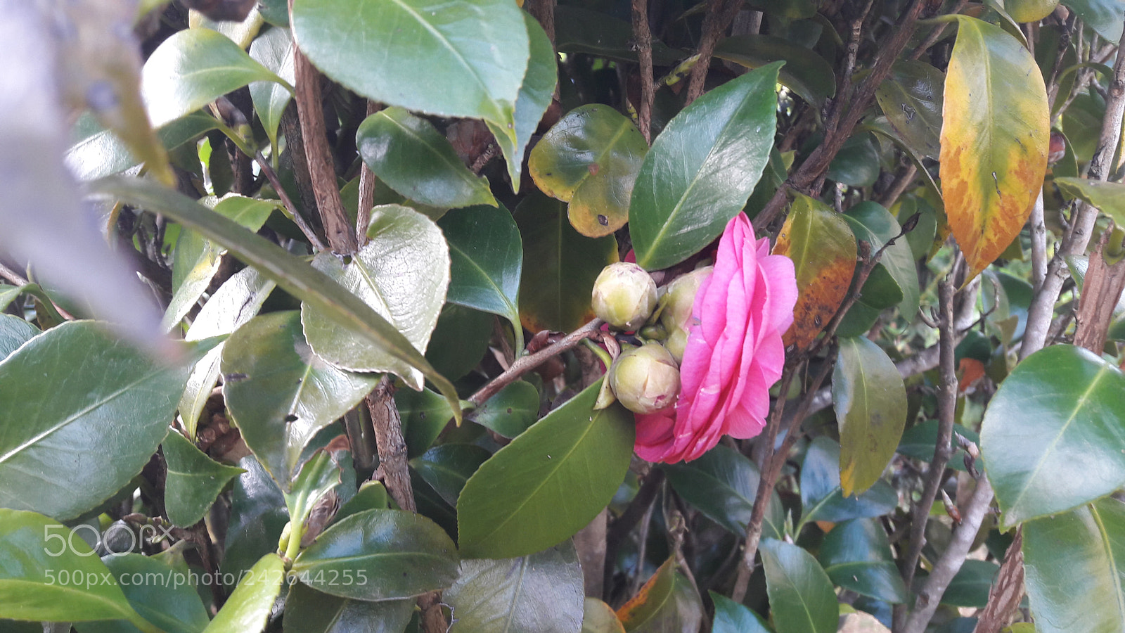 Samsung Galaxy A5(2016) sample photo. 20170530_165115.jpg photography