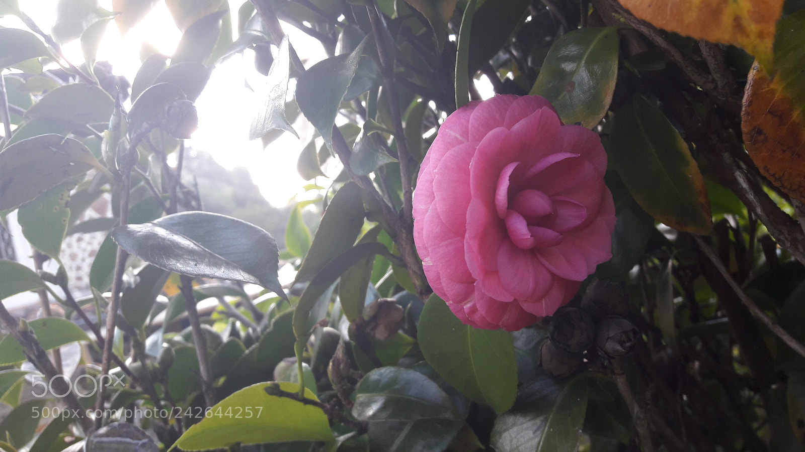Samsung Galaxy A5(2016) sample photo. 20170530_165125.jpg photography