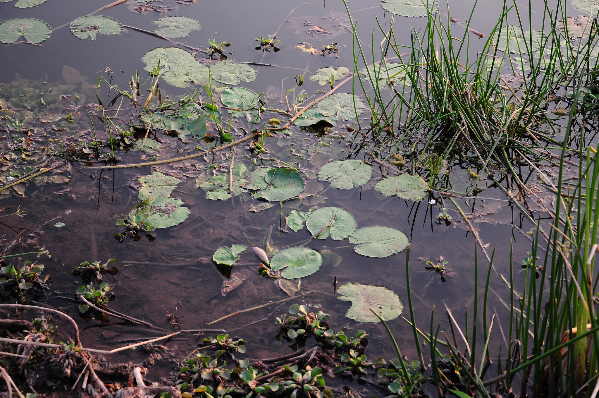 Nikon D300S sample photo