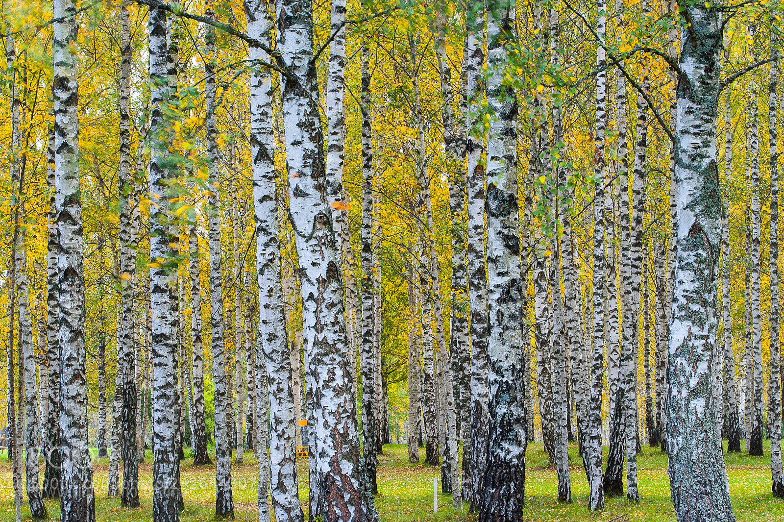 Nikon D700 sample photo. Autumn photography