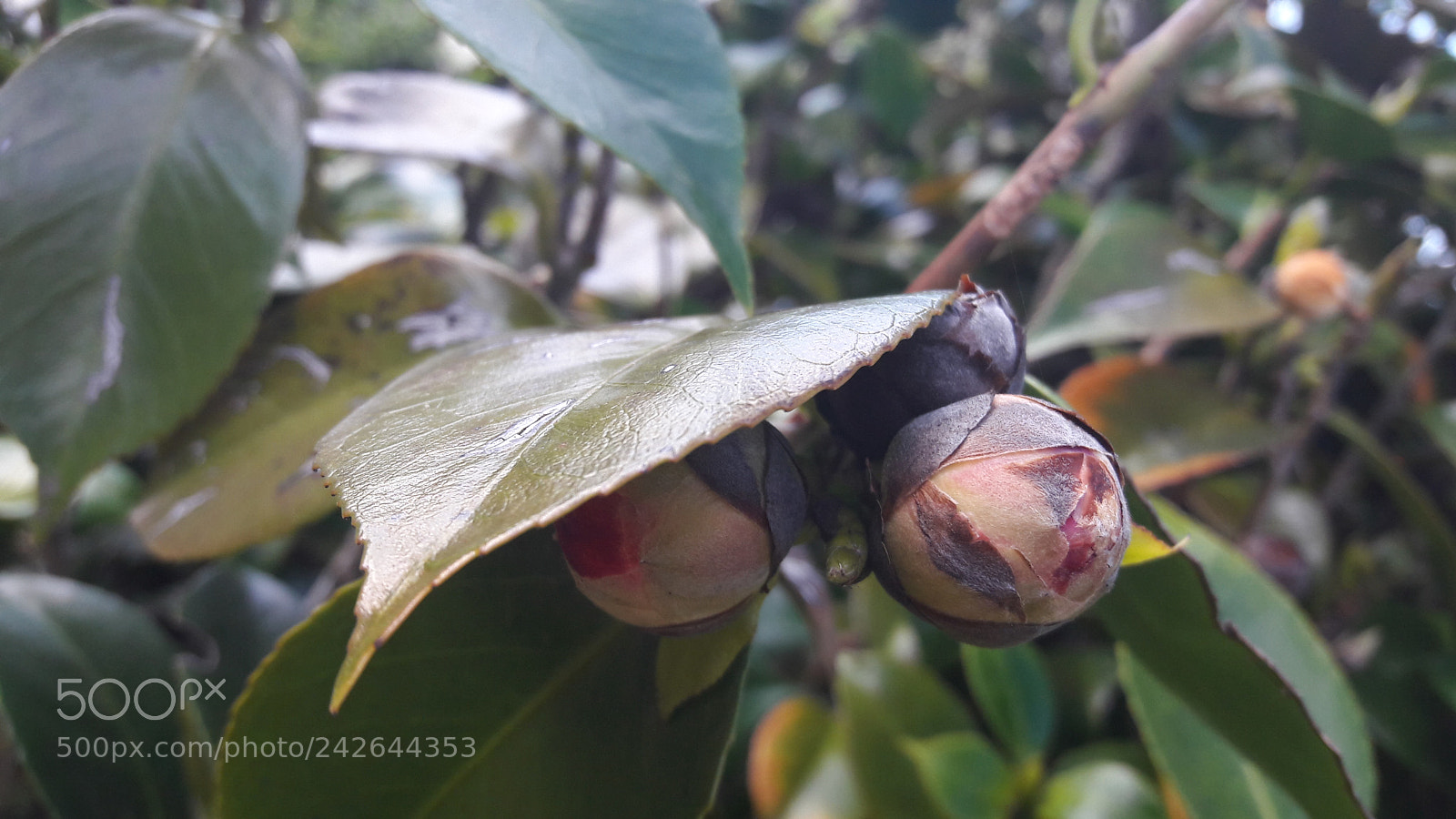 Samsung Galaxy A5(2016) sample photo. 20170530_165229.jpg photography