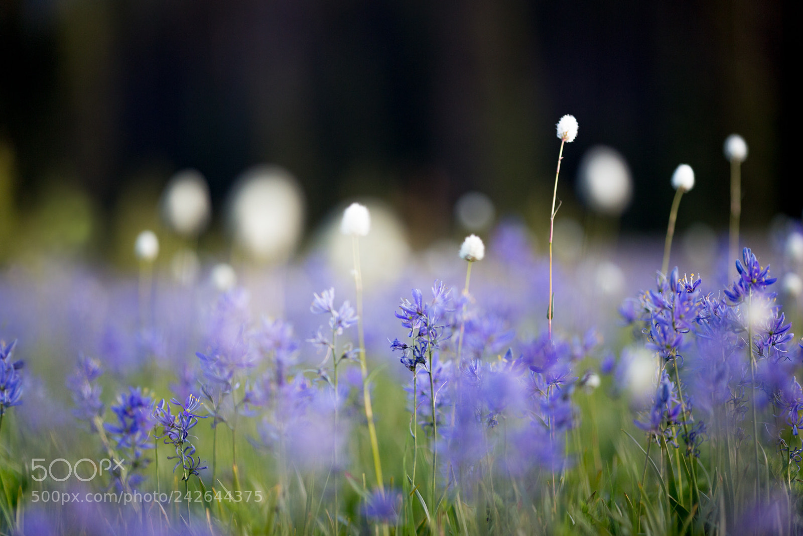 Canon EOS 6D sample photo. Spring bloom photography