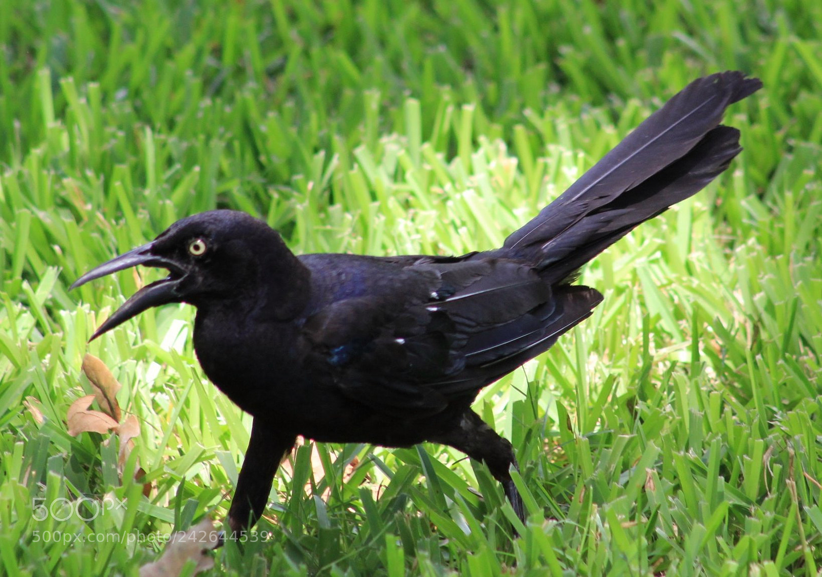 Canon EOS 60D sample photo. Great tailed grackle photography