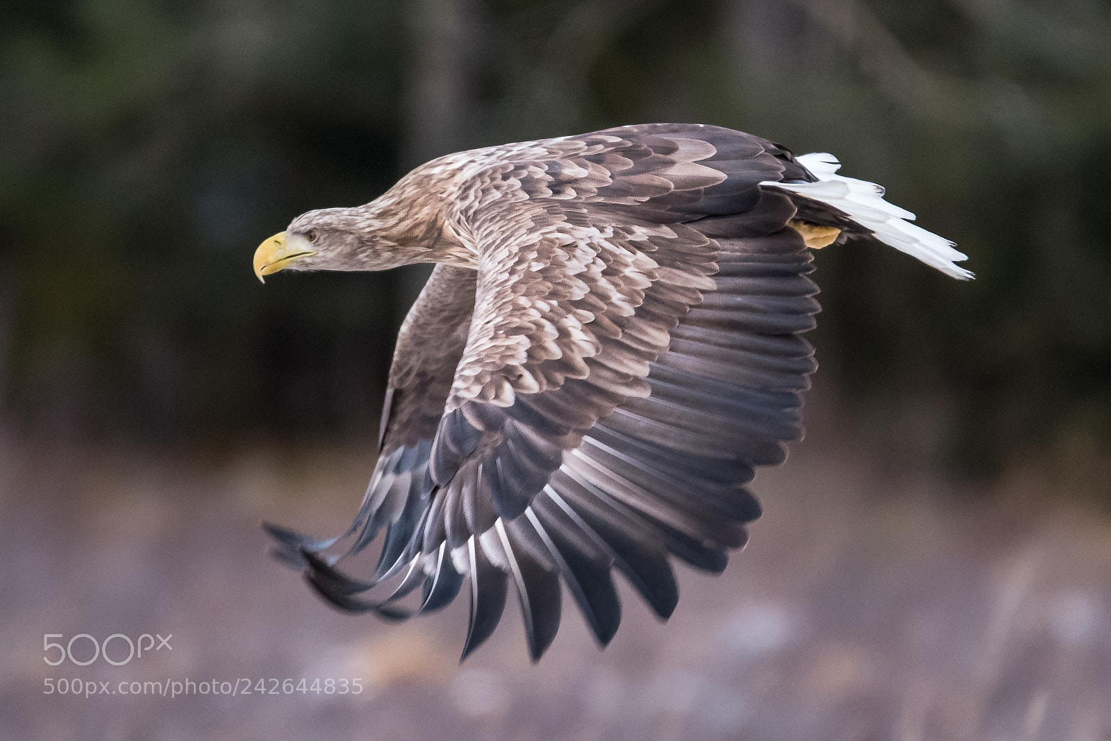 Nikon D810 sample photo. Eagle photography