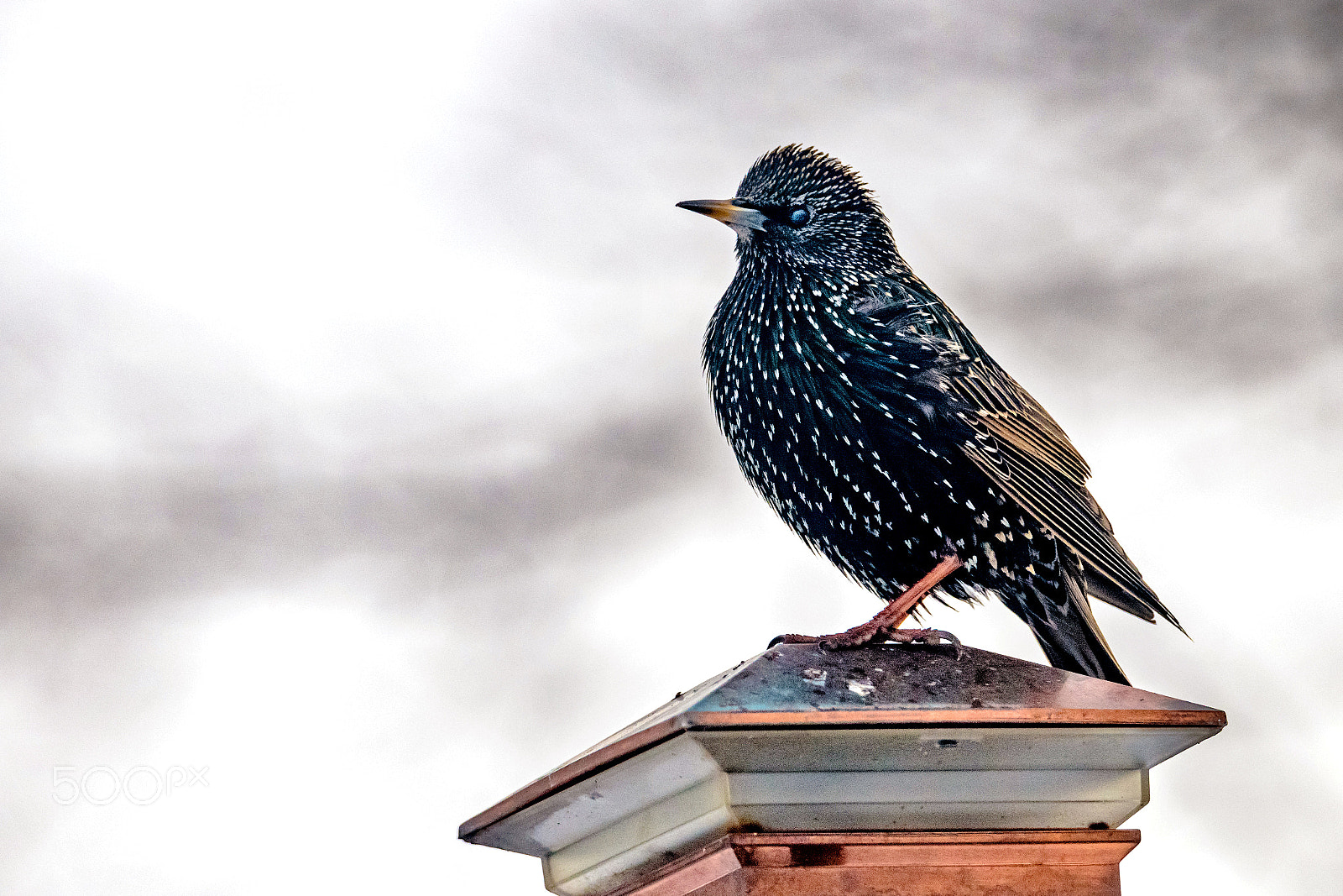 Nikon D850 sample photo. Starling photography