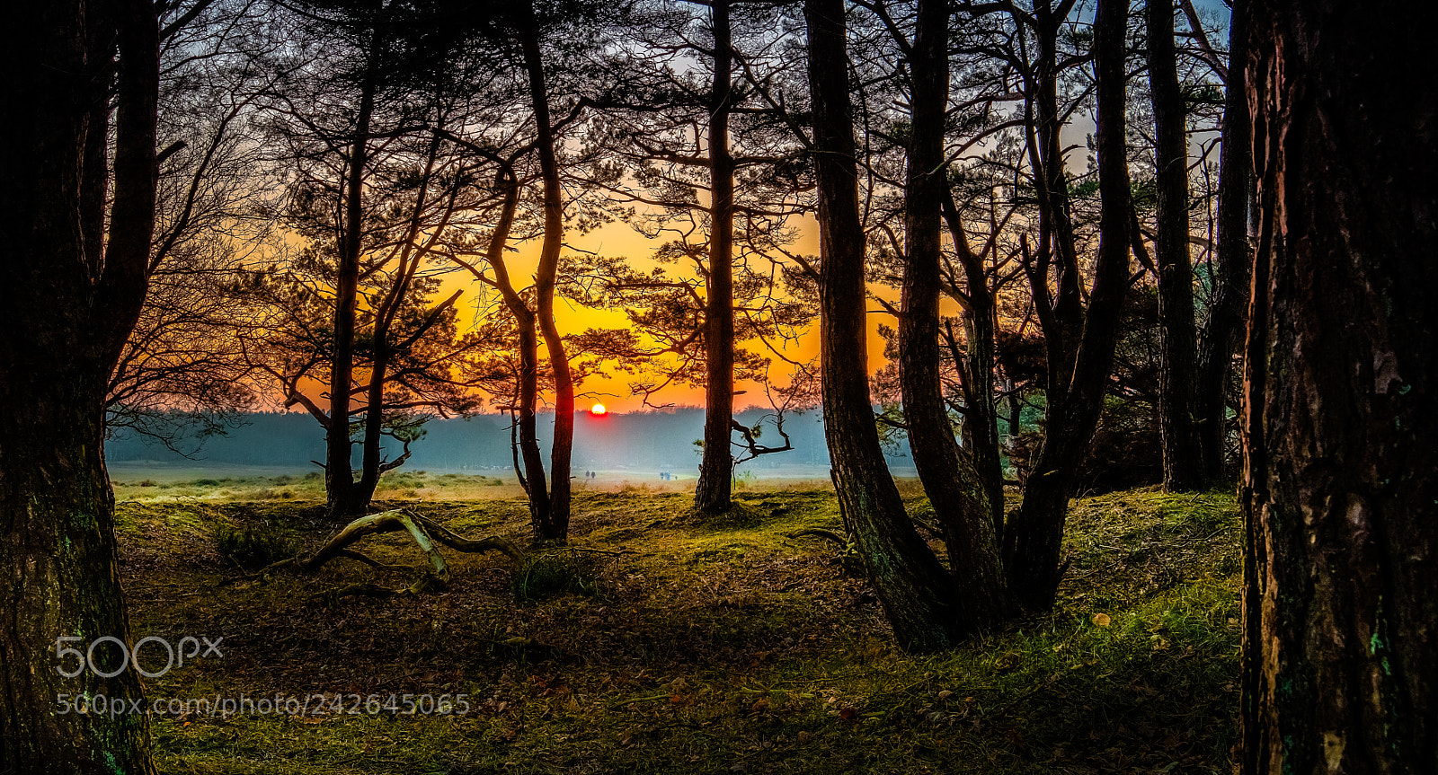 Canon EOS 5DS R sample photo. Trees in the right photography
