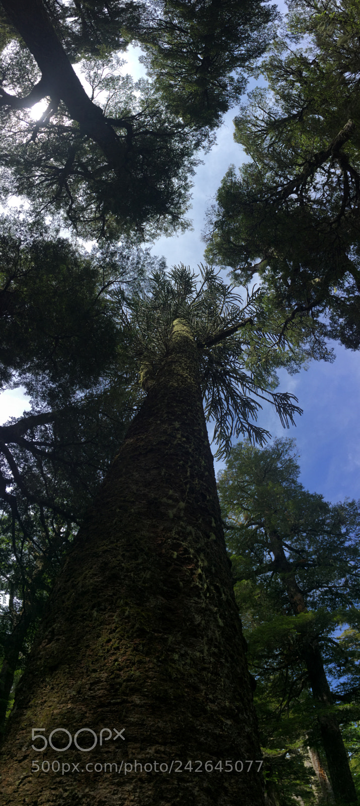 Apple iPhone 6 sample photo. Araucaria madre, conguillio, chile photography