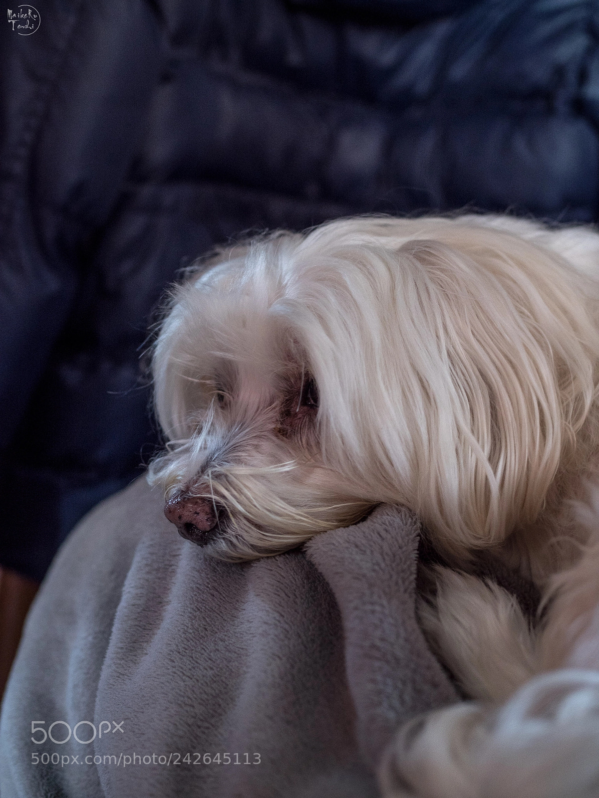 Olympus OM-D E-M5 II sample photo. Truco photography