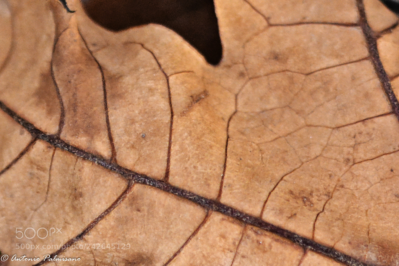 Nikon D7100 sample photo. Untitled photography