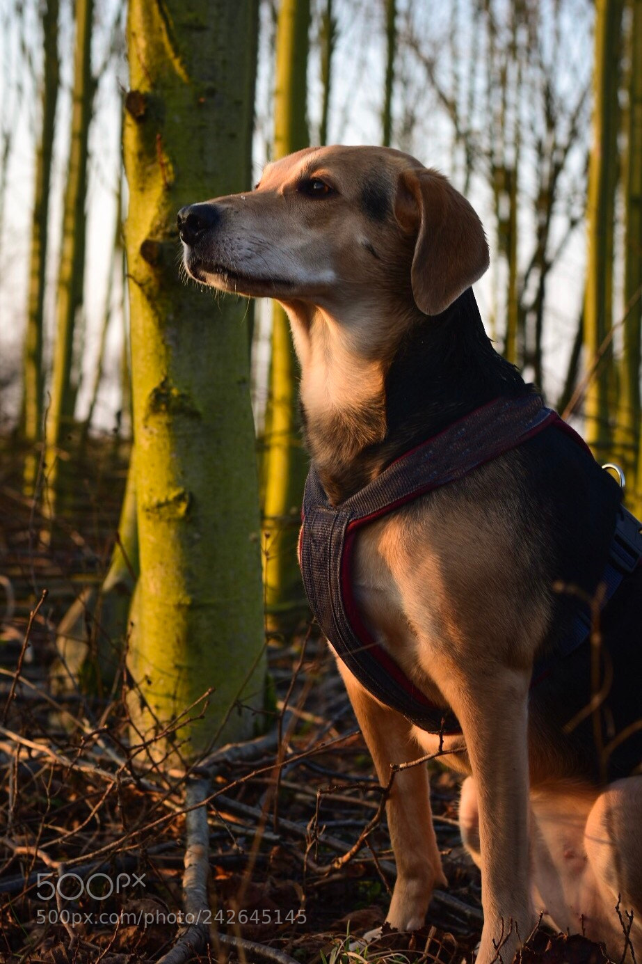 Nikon D7200 sample photo. Dreaming around photography