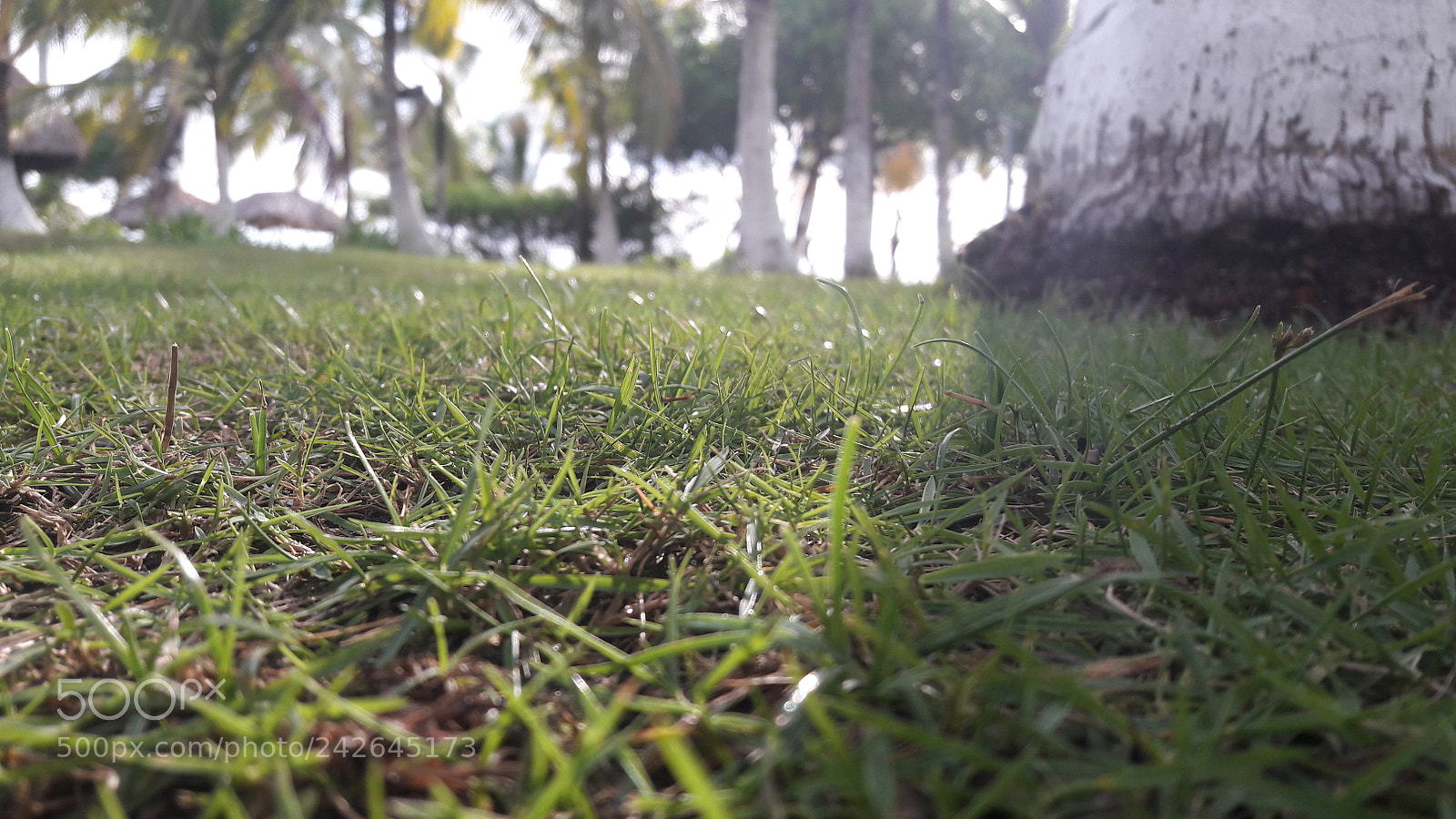 Samsung Galaxy A5(2016) sample photo. 20170616_163902.jpg photography