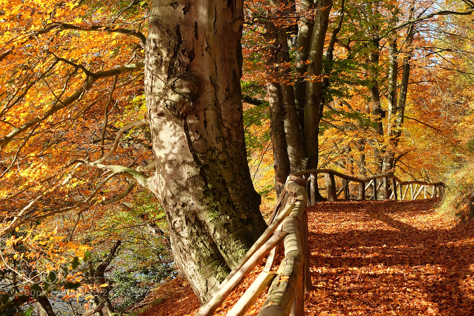 Fujifilm X-T10 sample photo. Herbstlicht photography