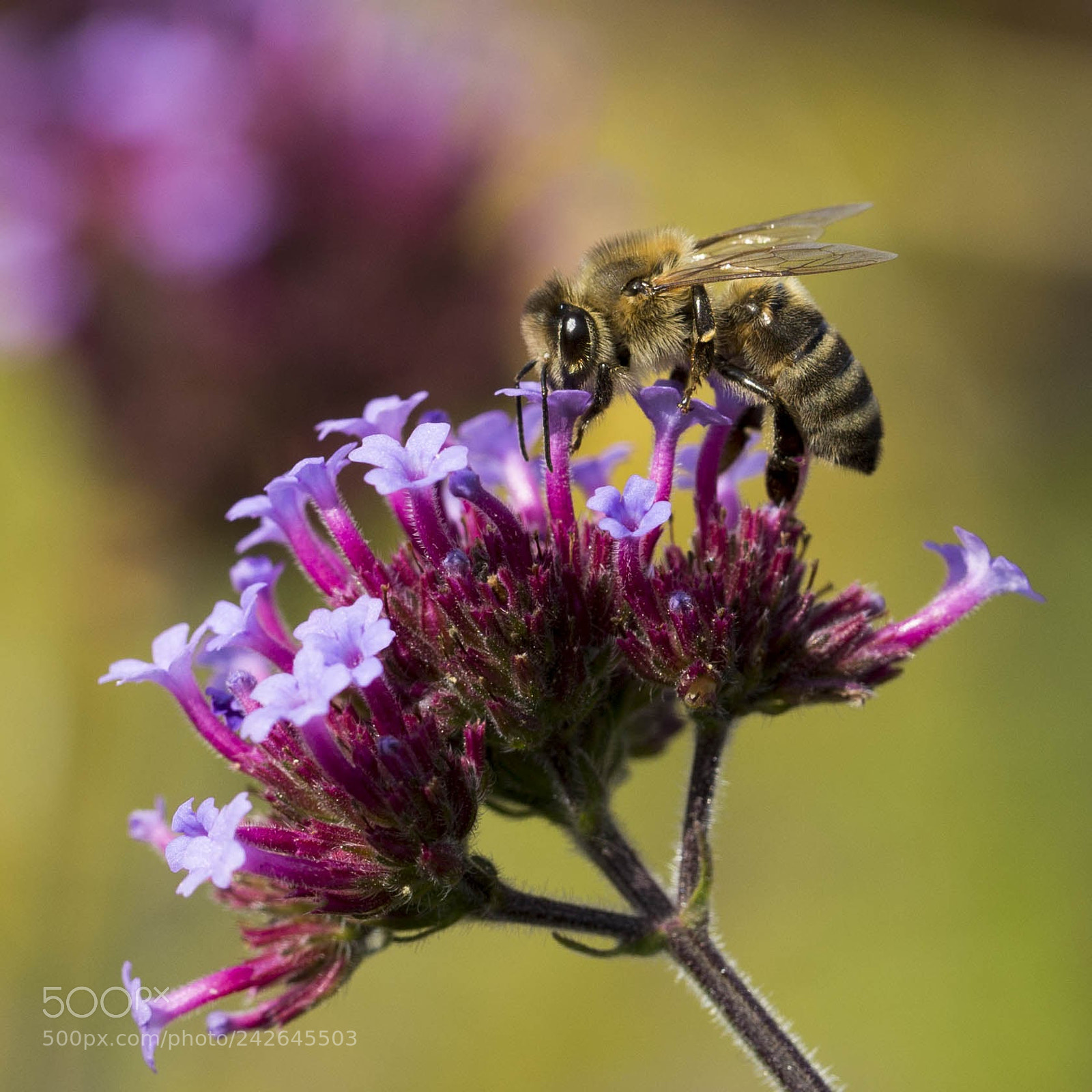 Canon EOS 6D sample photo. Swiss bee photography