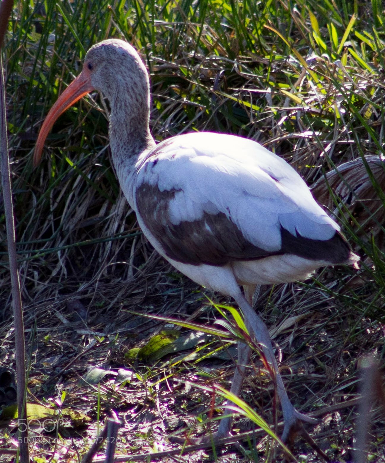 Canon EOS 60D sample photo. White ibis photography