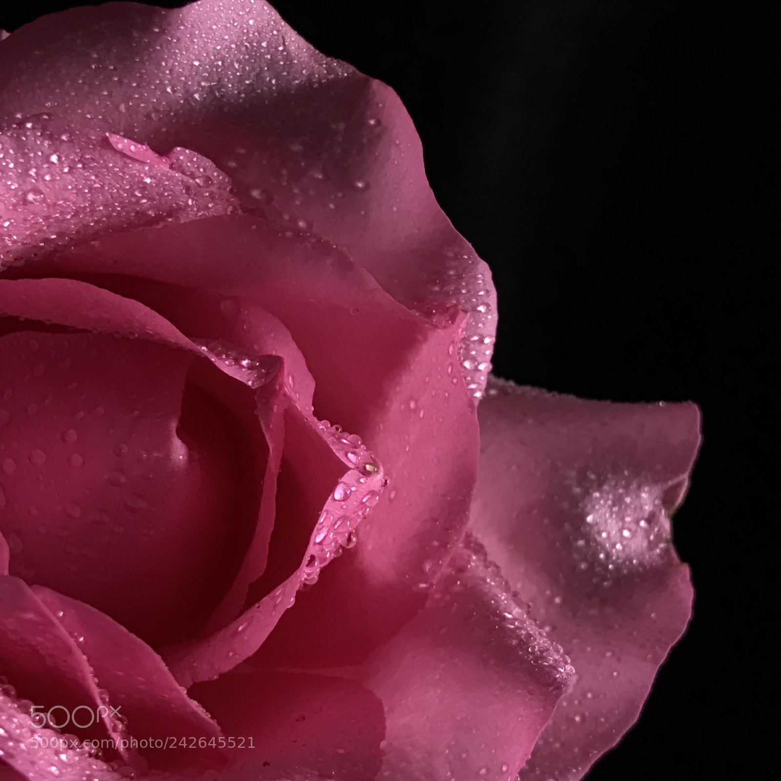Apple iPhone 7 Plus sample photo. Candy pink photography