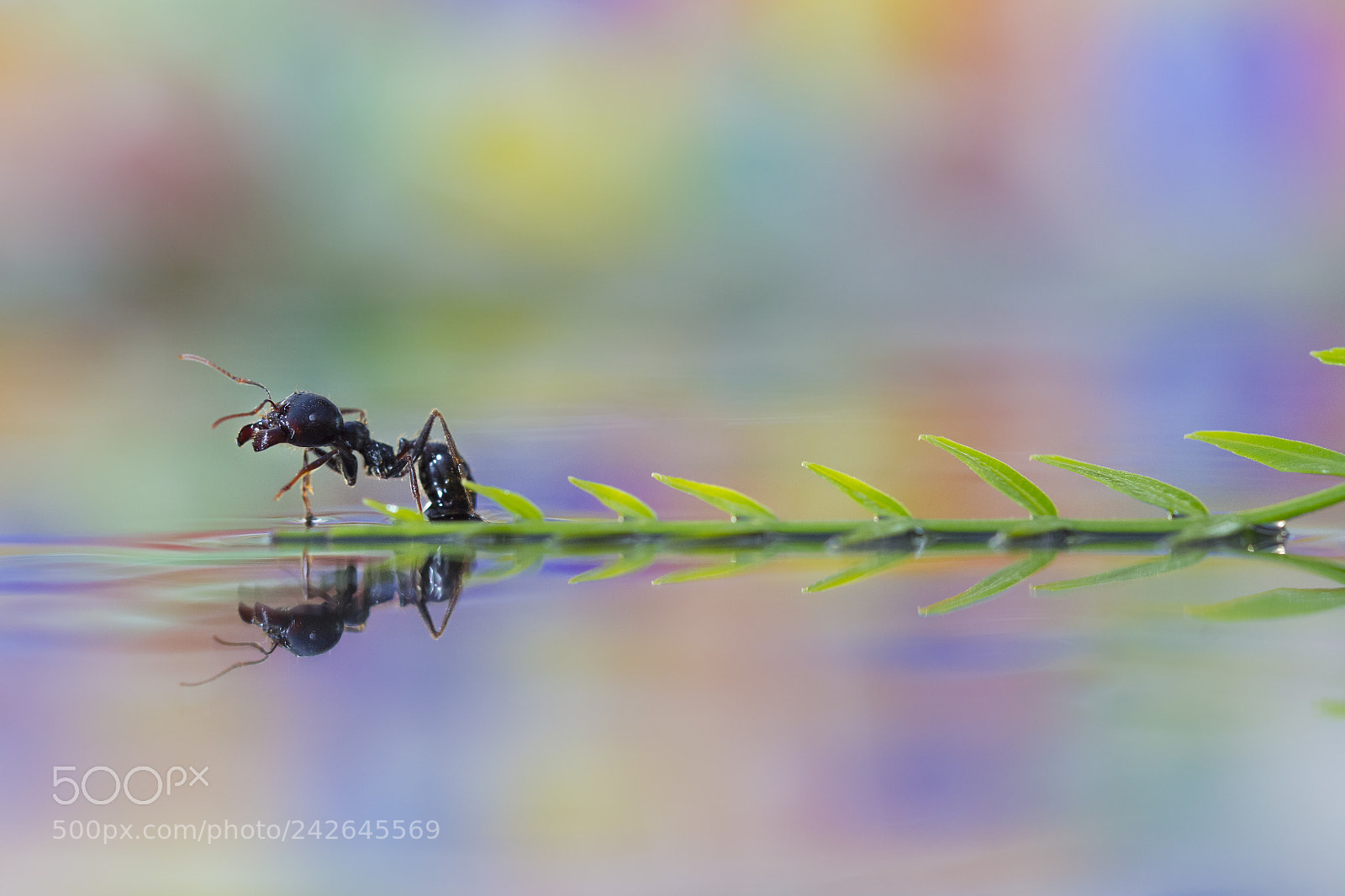 Nikon D7200 sample photo. Ant la formica photography