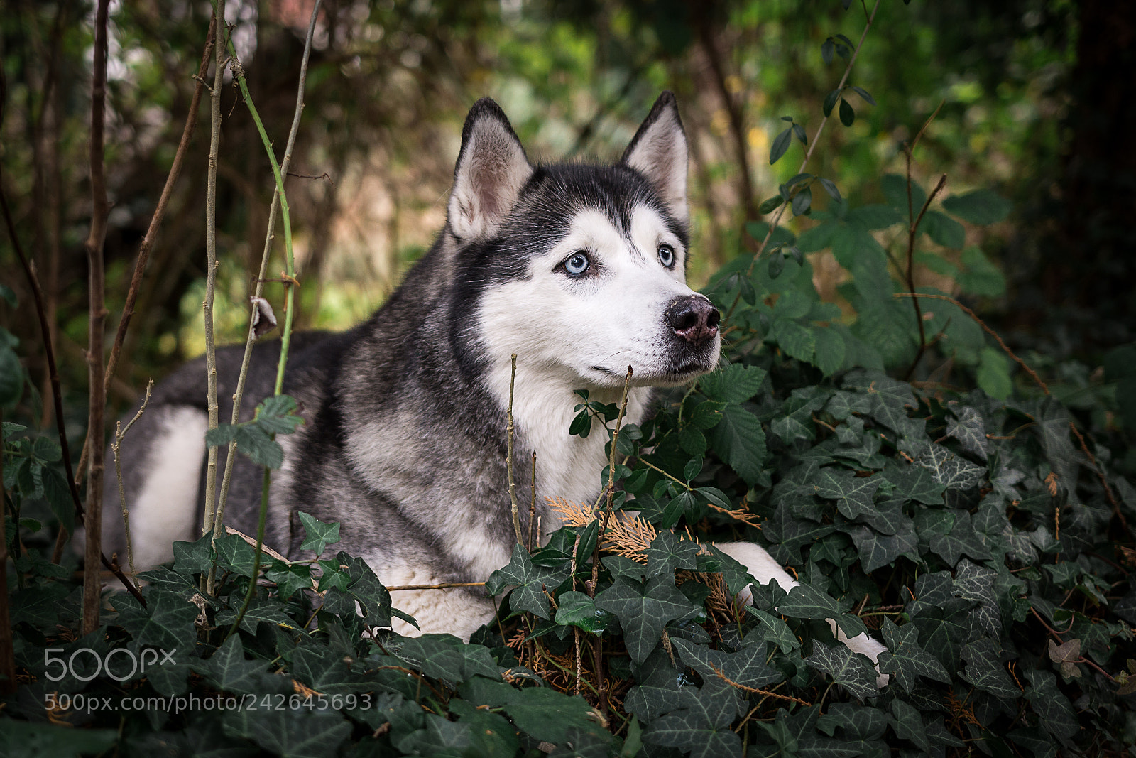 Nikon D7200 sample photo. Akasha photography