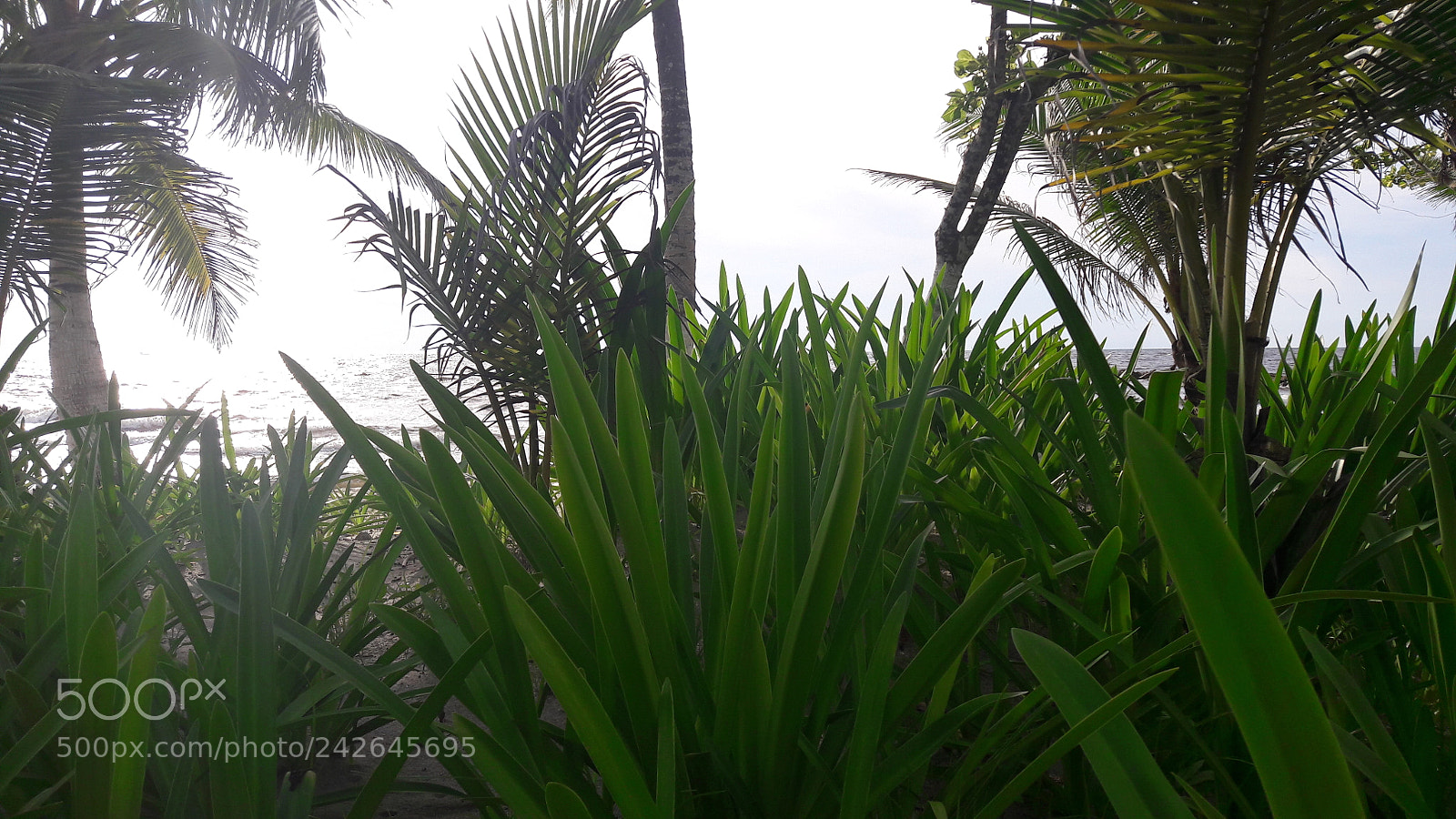 Samsung Galaxy A5(2016) sample photo. 20170616_164013.jpg photography