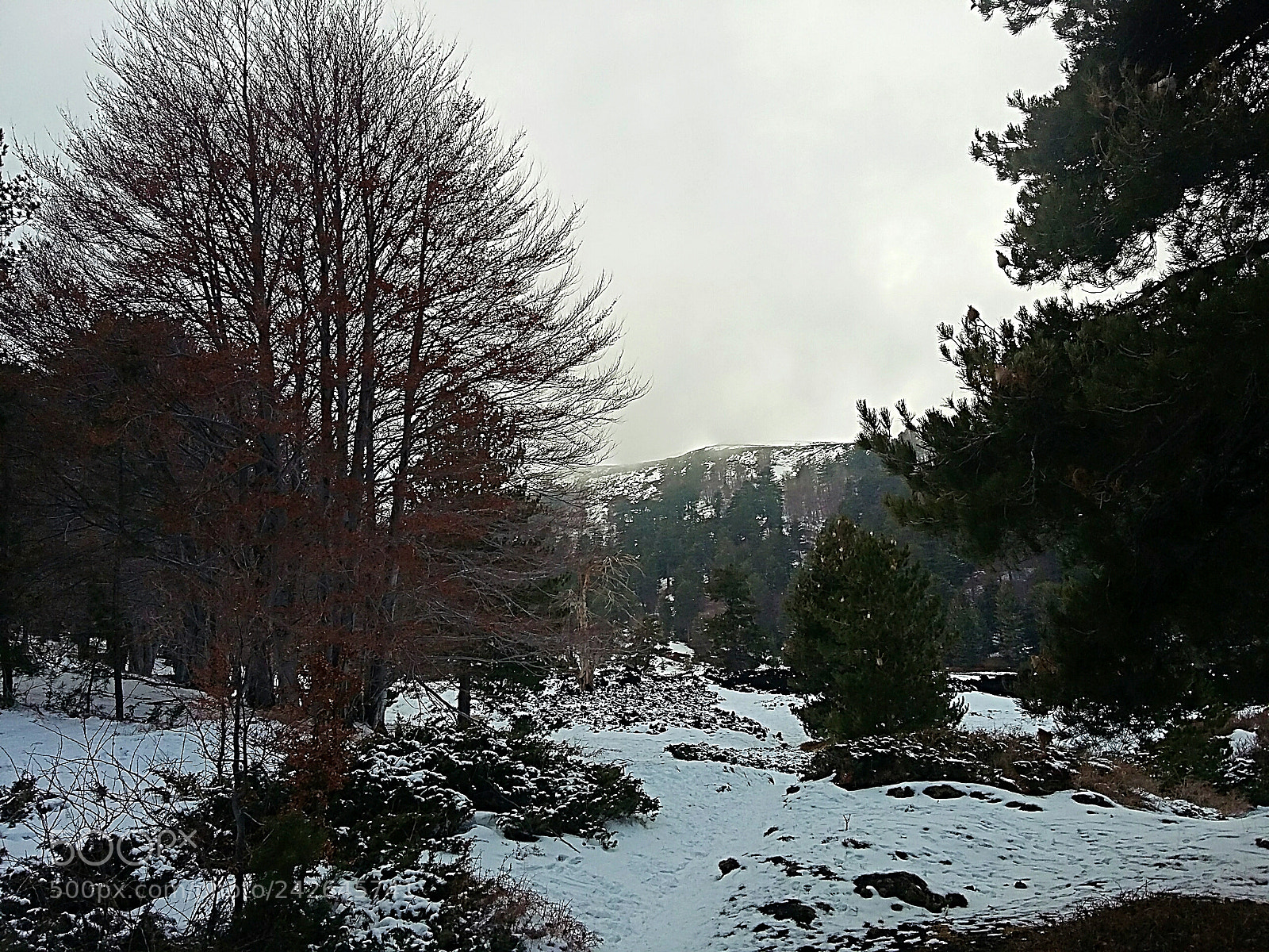 Samsung Galaxy Grand Prime sample photo. Snow-capped etna woods photography