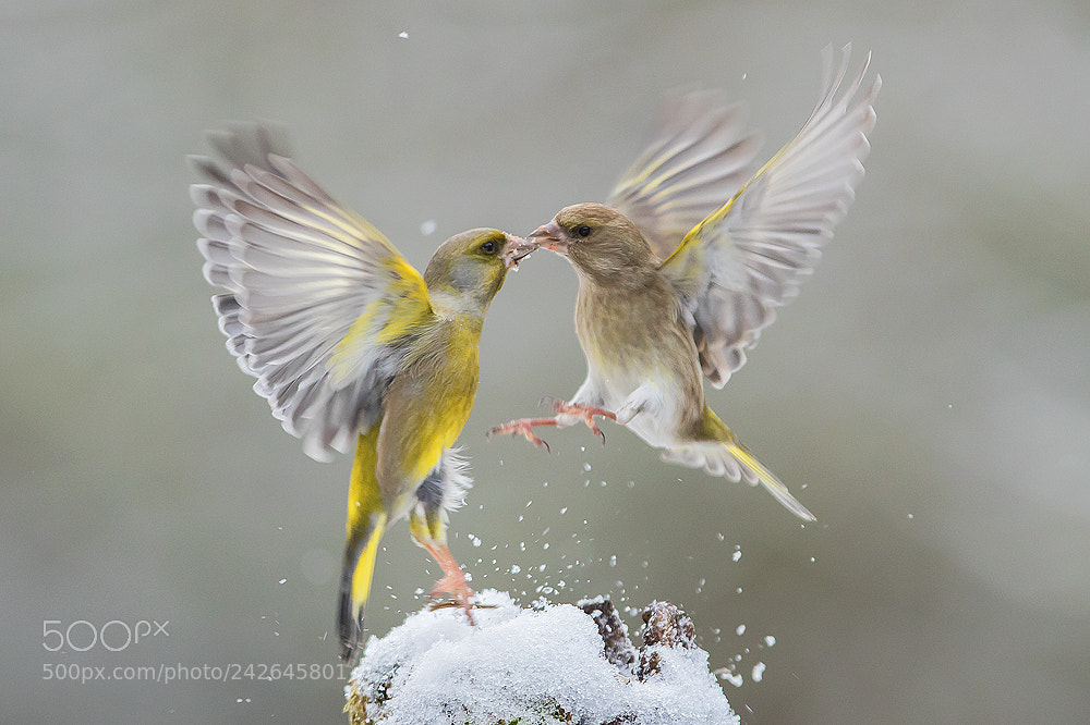 Canon EOS 7D Mark II sample photo. Greenfinches photography