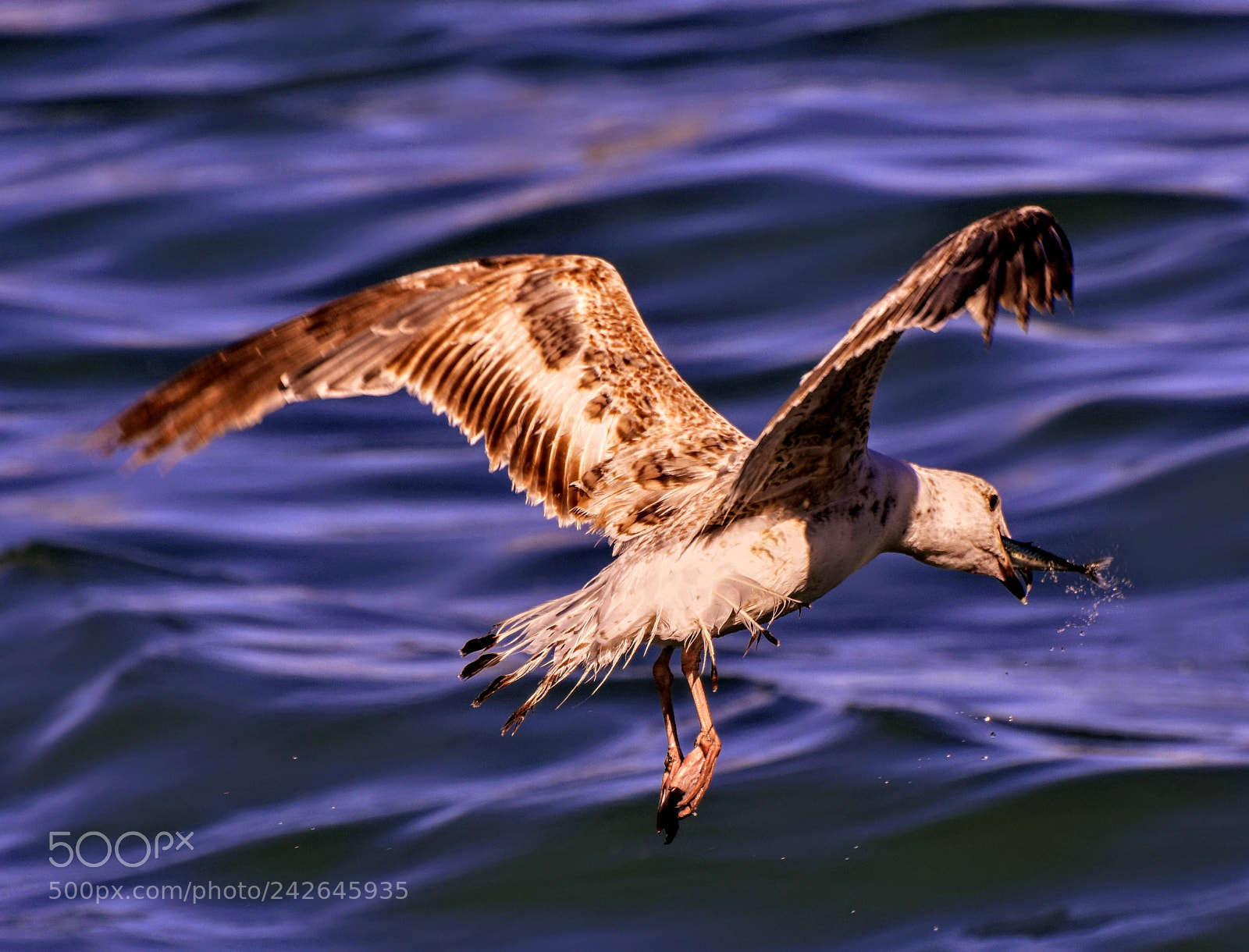 Nikon D7200 sample photo. Hunting fish! photography