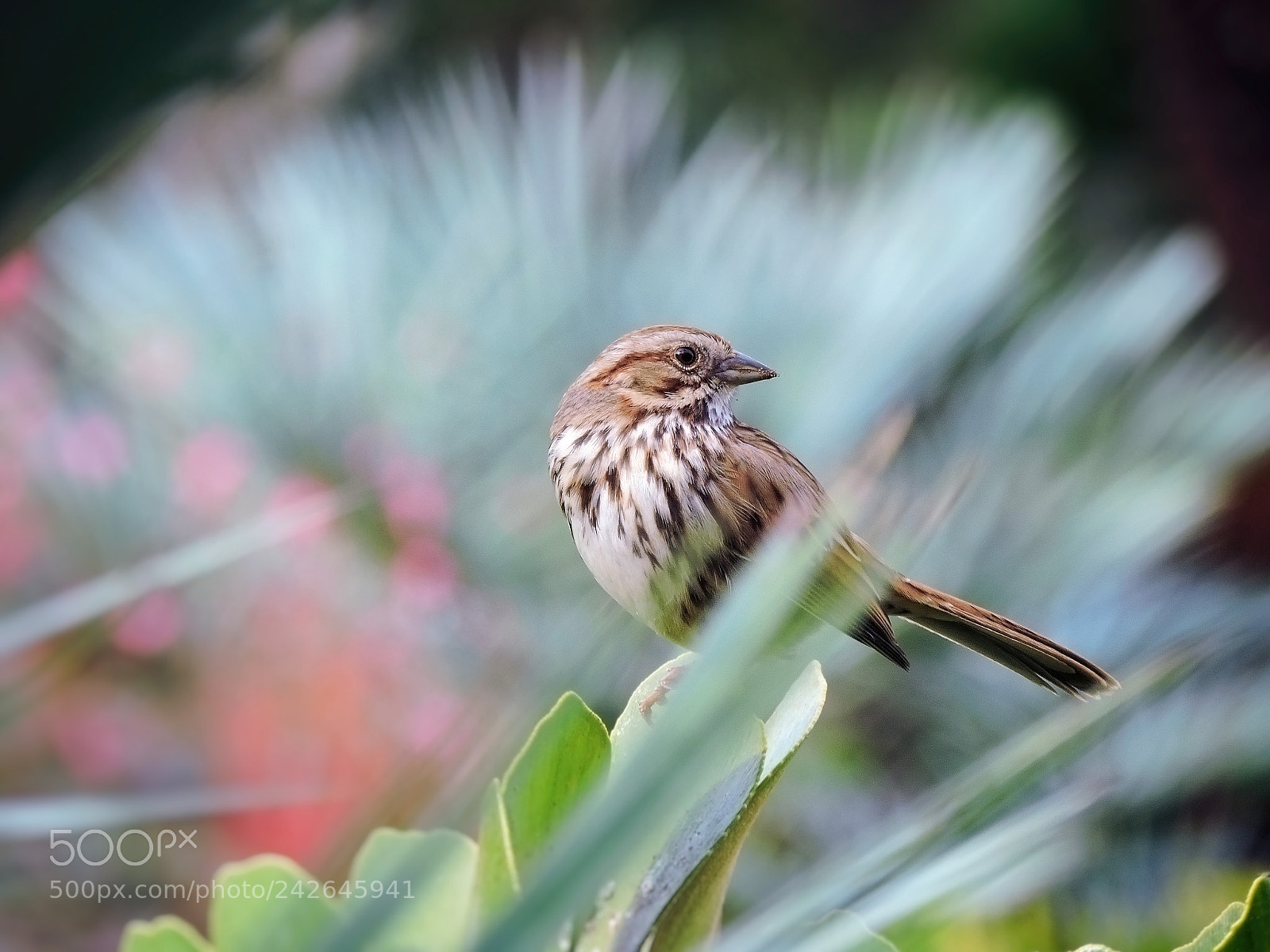 Nikon Coolpix P530 sample photo. Song sparrow photography