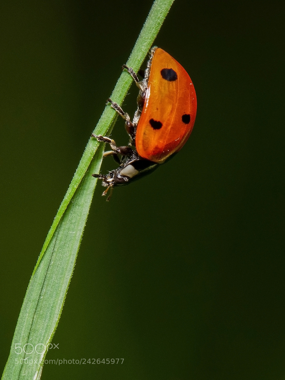 Nikon D5000 sample photo. Coccinella septempunctata photography