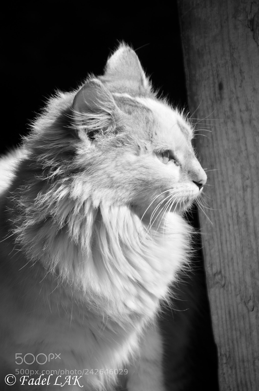 Nikon D5100 sample photo. Glory photography
