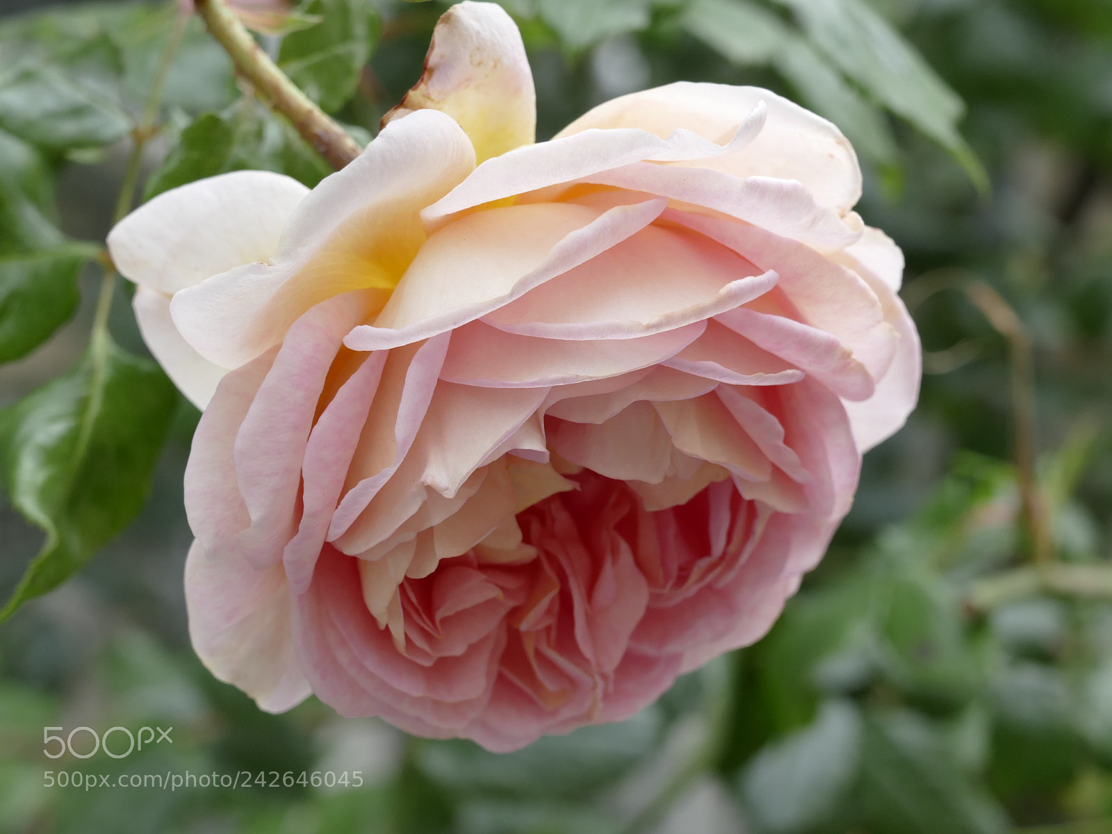 Panasonic Lumix DMC-FZ1000 sample photo. Rose photography