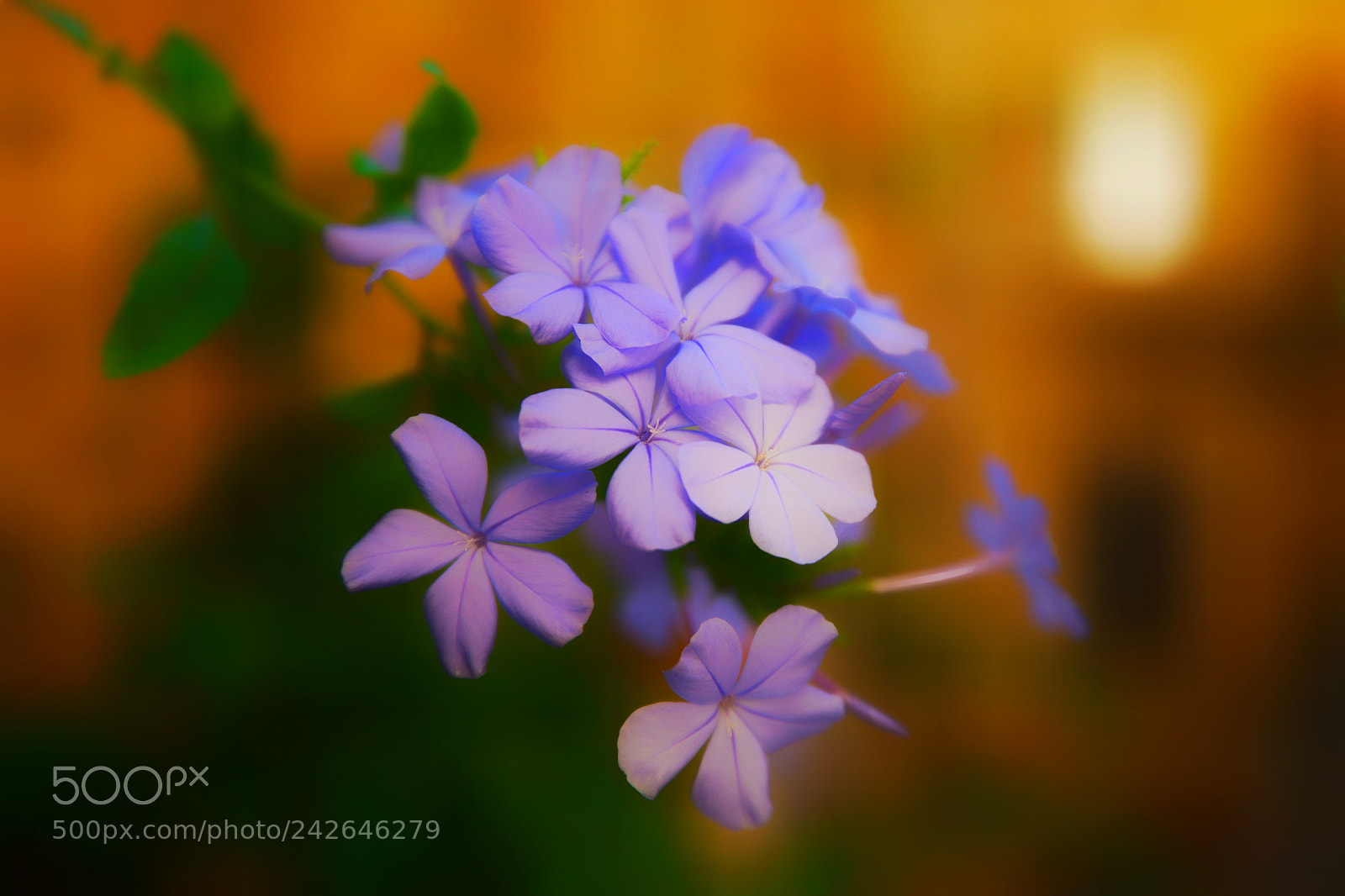 Samsung NX1 sample photo. Warm and delicate! photography