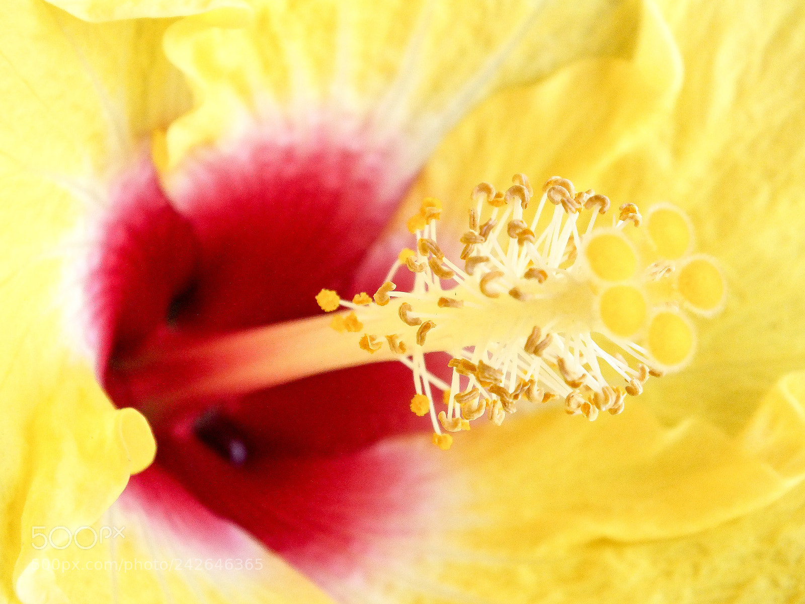 FujiFilm FinePix HS20 EXR (FinePix HS22 EXR) sample photo. Hibiscus photography