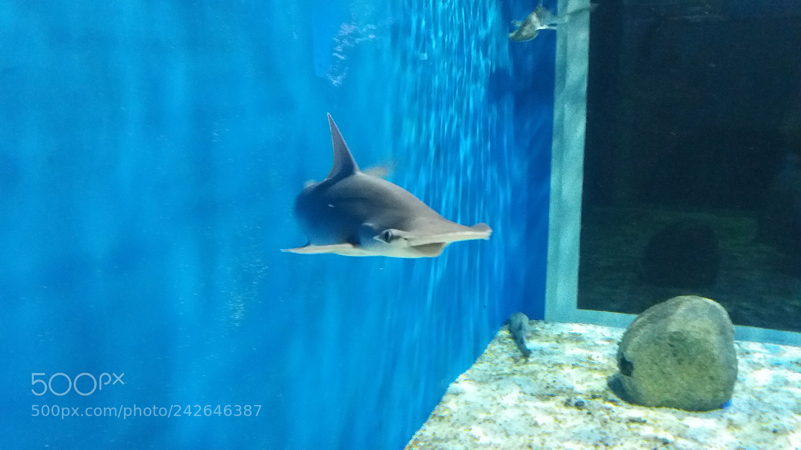 Samsung Galaxy J5 sample photo. Shark - aquario photography