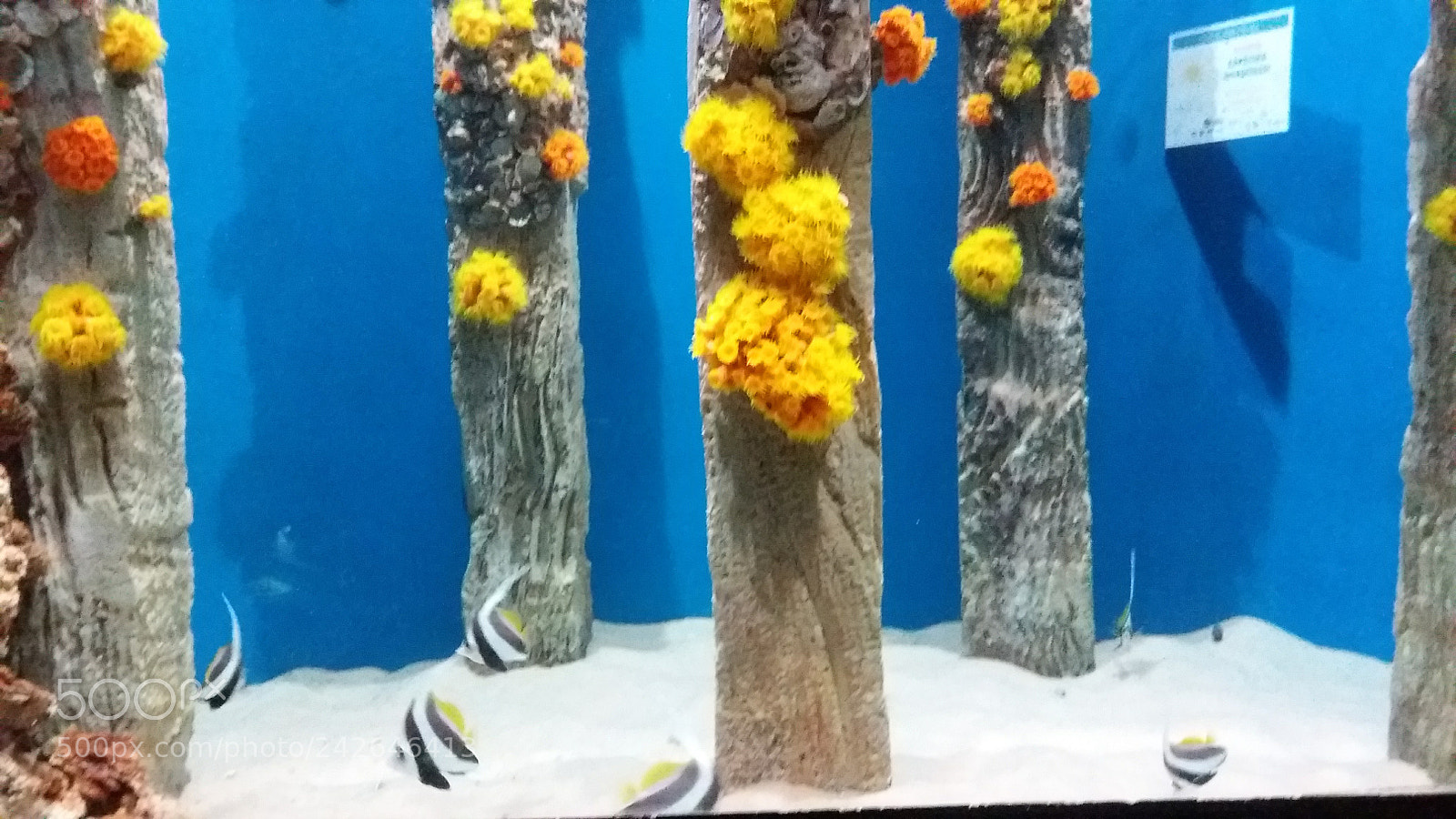 Samsung Galaxy J5 sample photo. Aquario photography