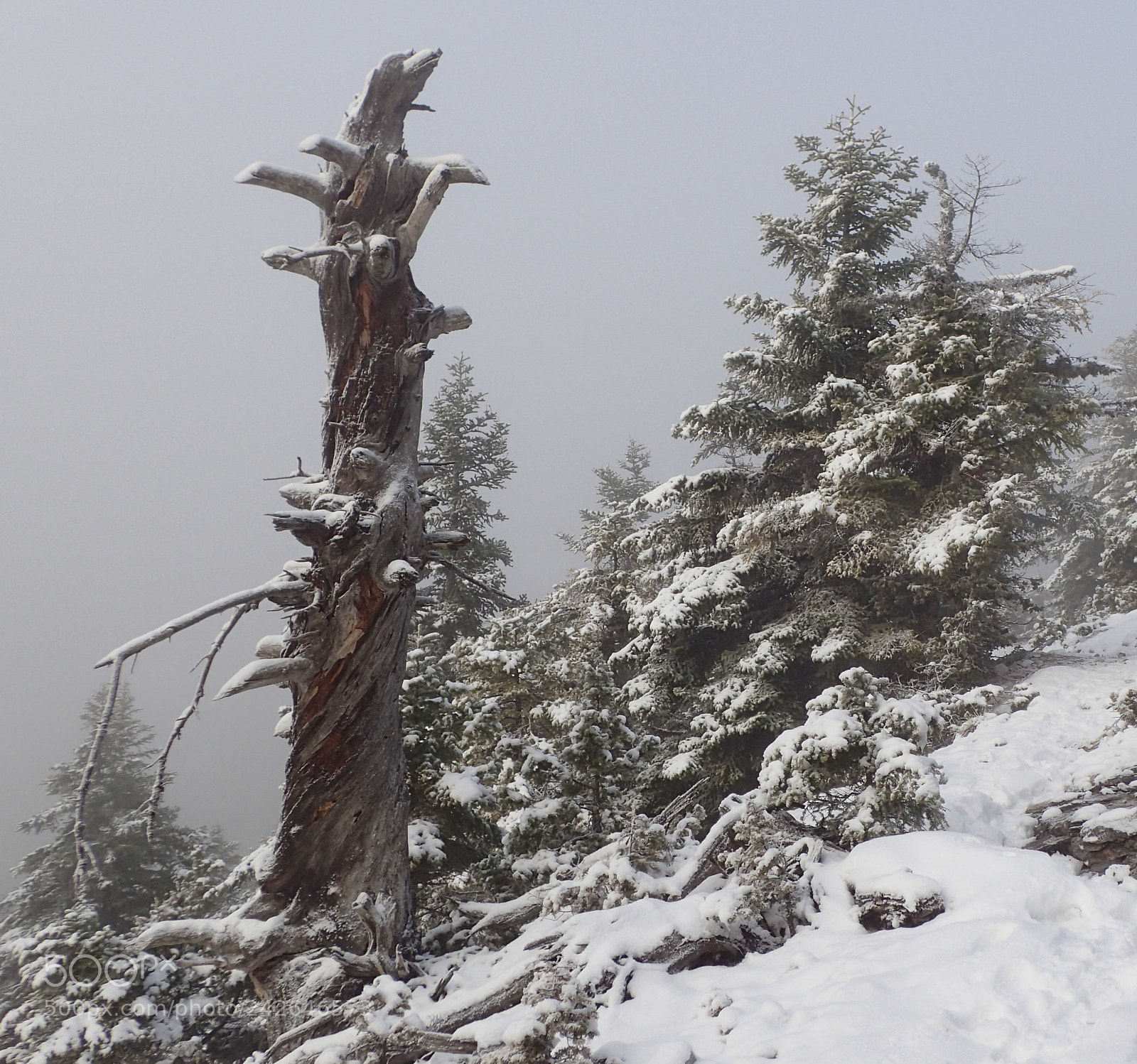 Olympus TG-4 sample photo. Dead tree photography