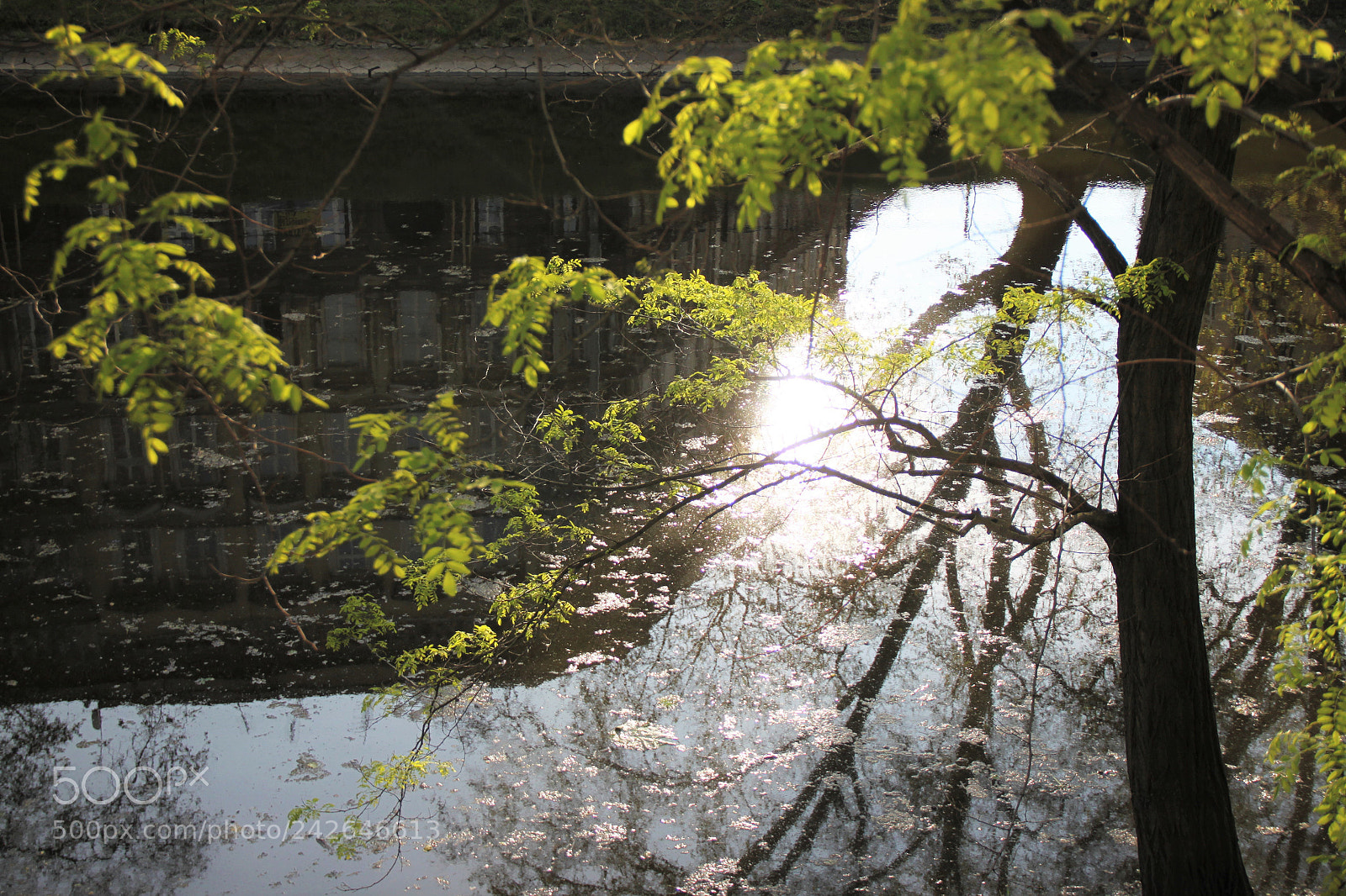 Canon EOS 500D (EOS Rebel T1i / EOS Kiss X3) sample photo. Ss'17 photography